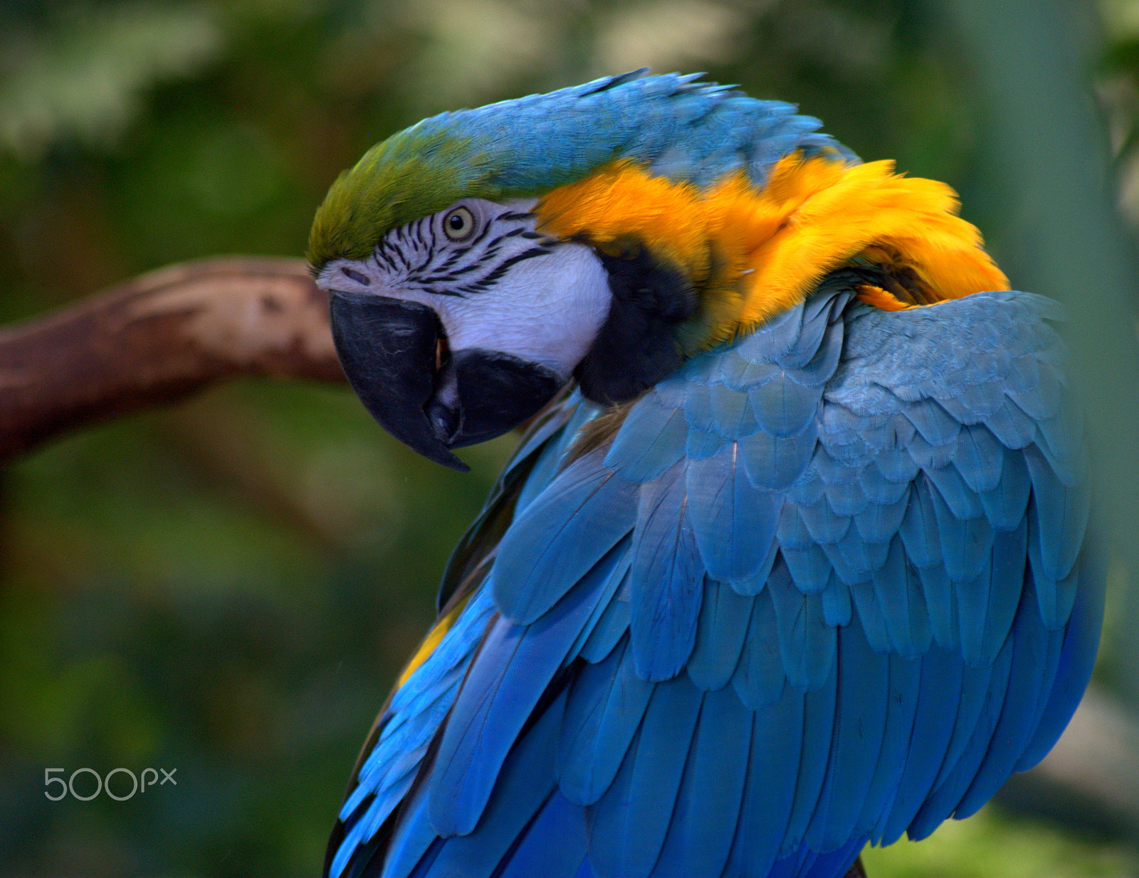 Sigma 70-300mm F4-5.6 APO DG Macro sample photo. Blue and gold macaw photography
