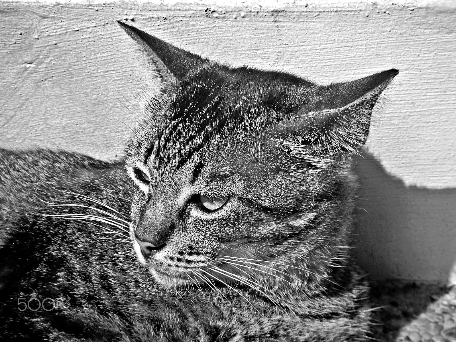 Nikon Coolpix S1200pj sample photo. A singapore city cat in monochrome photography