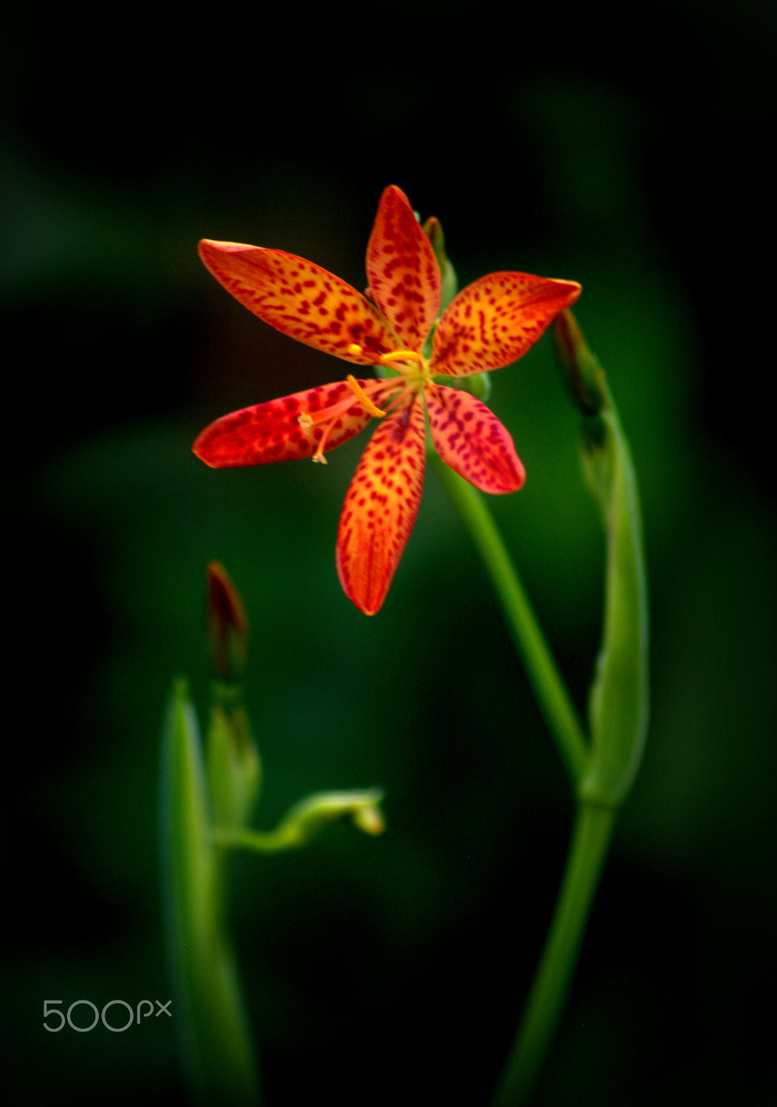 Sigma 70-300mm F4-5.6 APO DG Macro sample photo. Blackberry lily photography