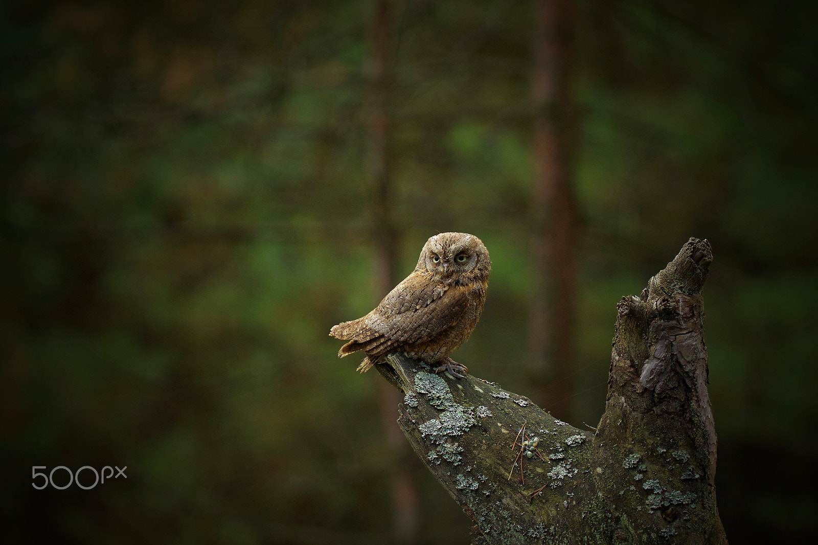 Canon EOS 7D Mark II + Canon EF 200-400mm F4L IS USM Extender 1.4x sample photo. Small hunter photography