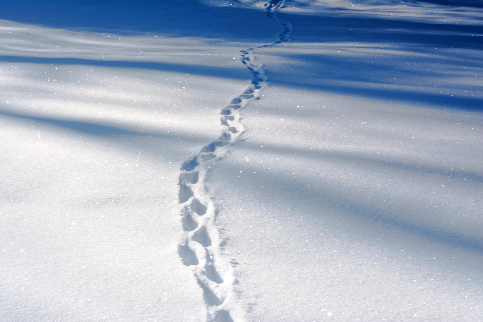 Nikon D5200 + Nikon AF-S Nikkor 50mm F1.4G sample photo. Tracks in snow photography