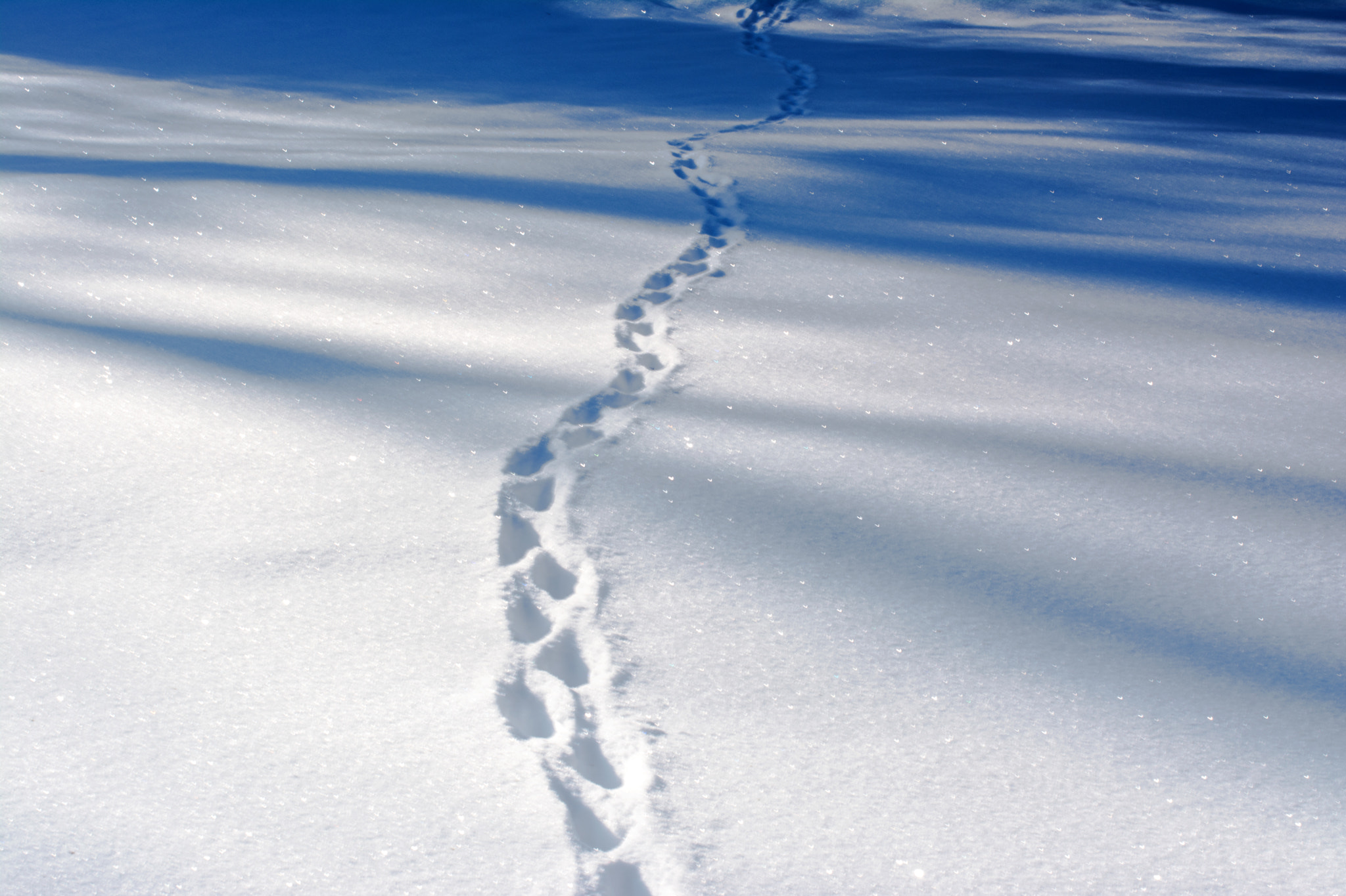 Nikon D5200 sample photo. Tracks in snow photography