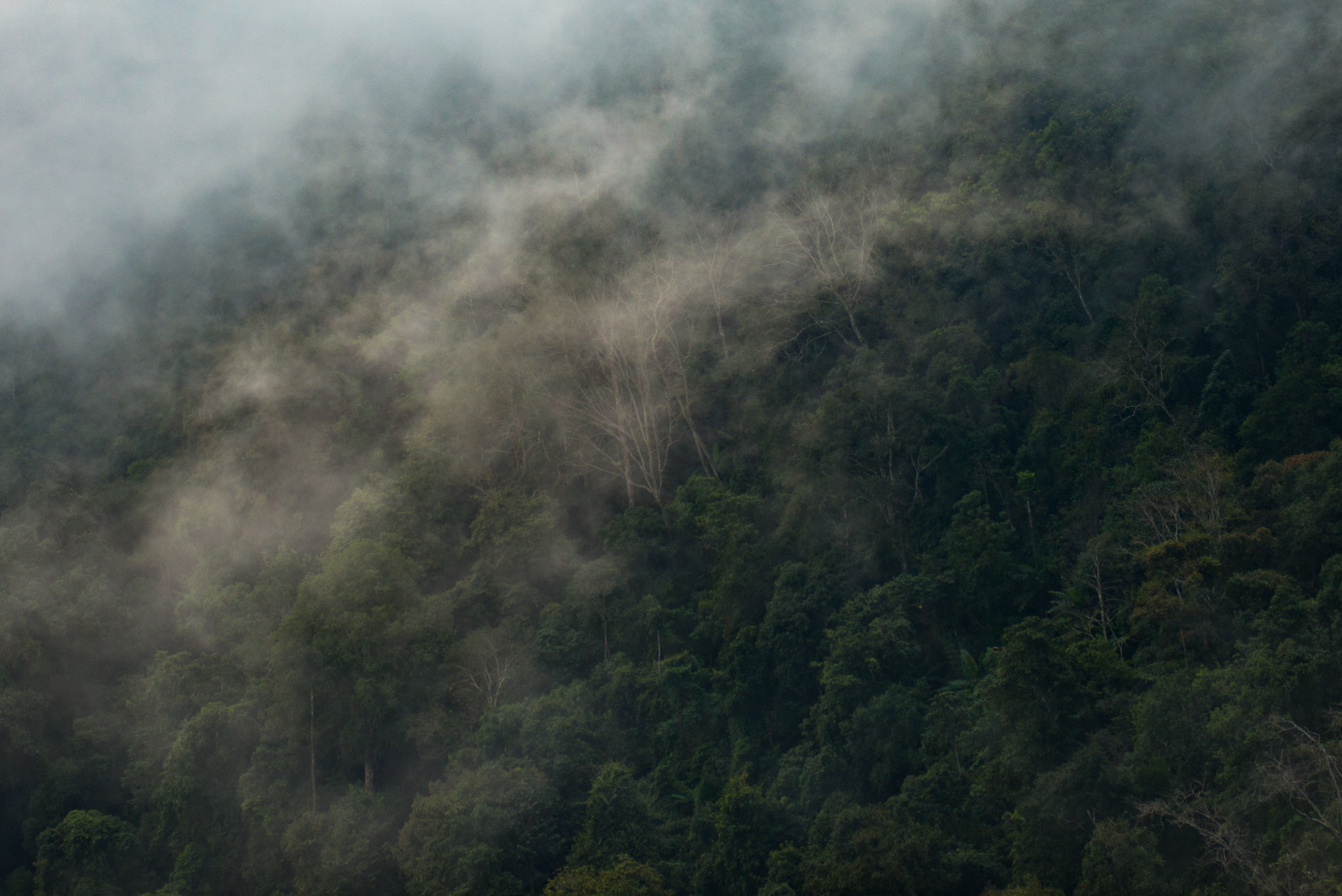Nikon AF-Nikkor 80-200mm F2.8D ED sample photo. Loei / thailand photography