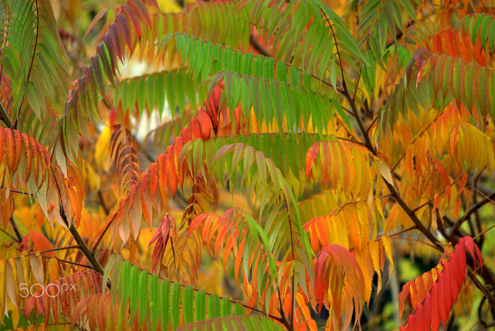 Sigma 70-300mm F4-5.6 APO DG Macro sample photo. Rhus sumac fall colors photography