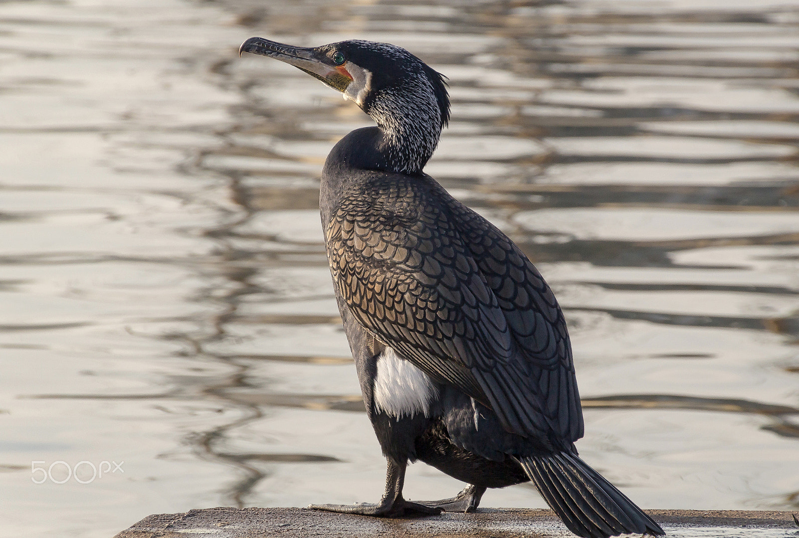 Canon EOS 60D sample photo. Watching and waiting photography