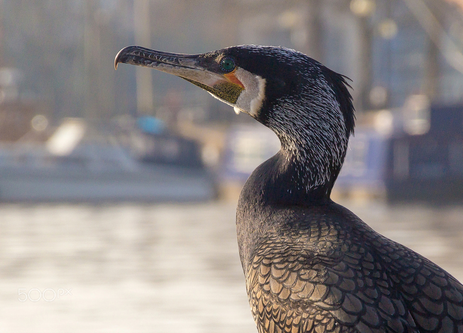 Canon EOS 60D sample photo. Cormorant profile photography