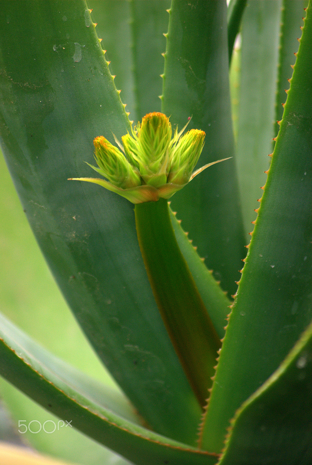 Nikon D3000 sample photo. Aloe flower photography