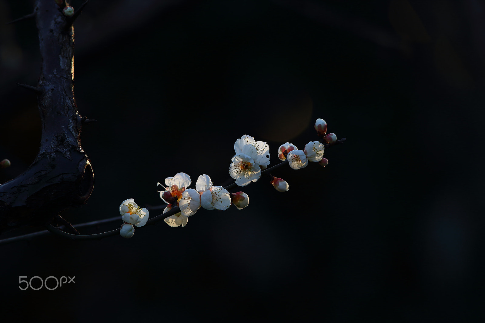 Canon EF 300mm F4L IS USM sample photo. 一枝梅花 photography
