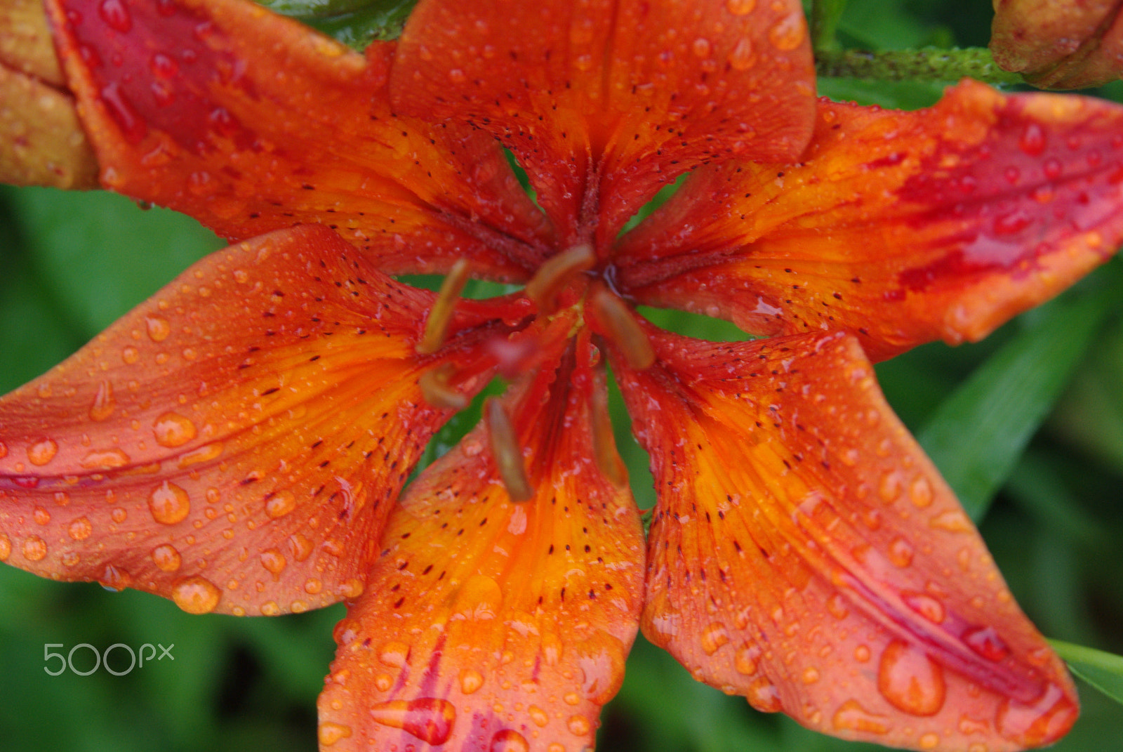 Pentax K200D sample photo. Orange lily photography
