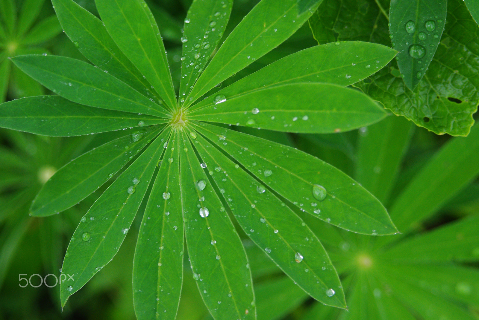 Pentax K200D sample photo. Morning dew photography