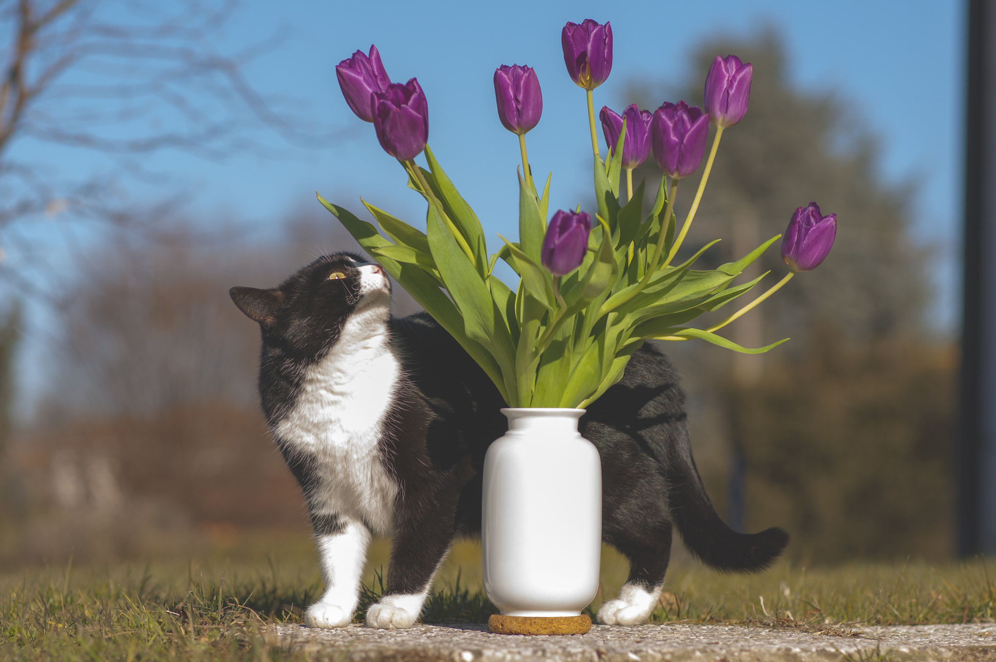 Nikon D90 + Nikon AF-S Nikkor 85mm F1.8G sample photo. Cat & tulips photography