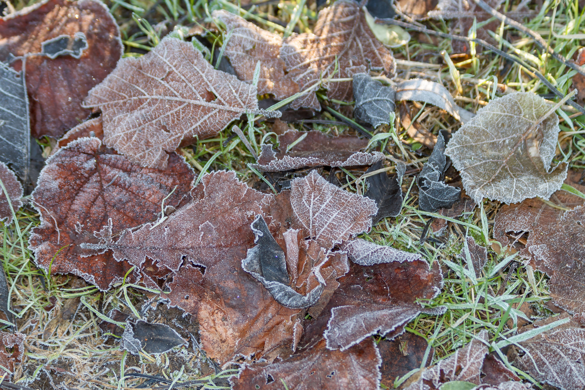 Canon EF 70-300mm F4-5.6 IS USM sample photo. Frost covered leaves photography