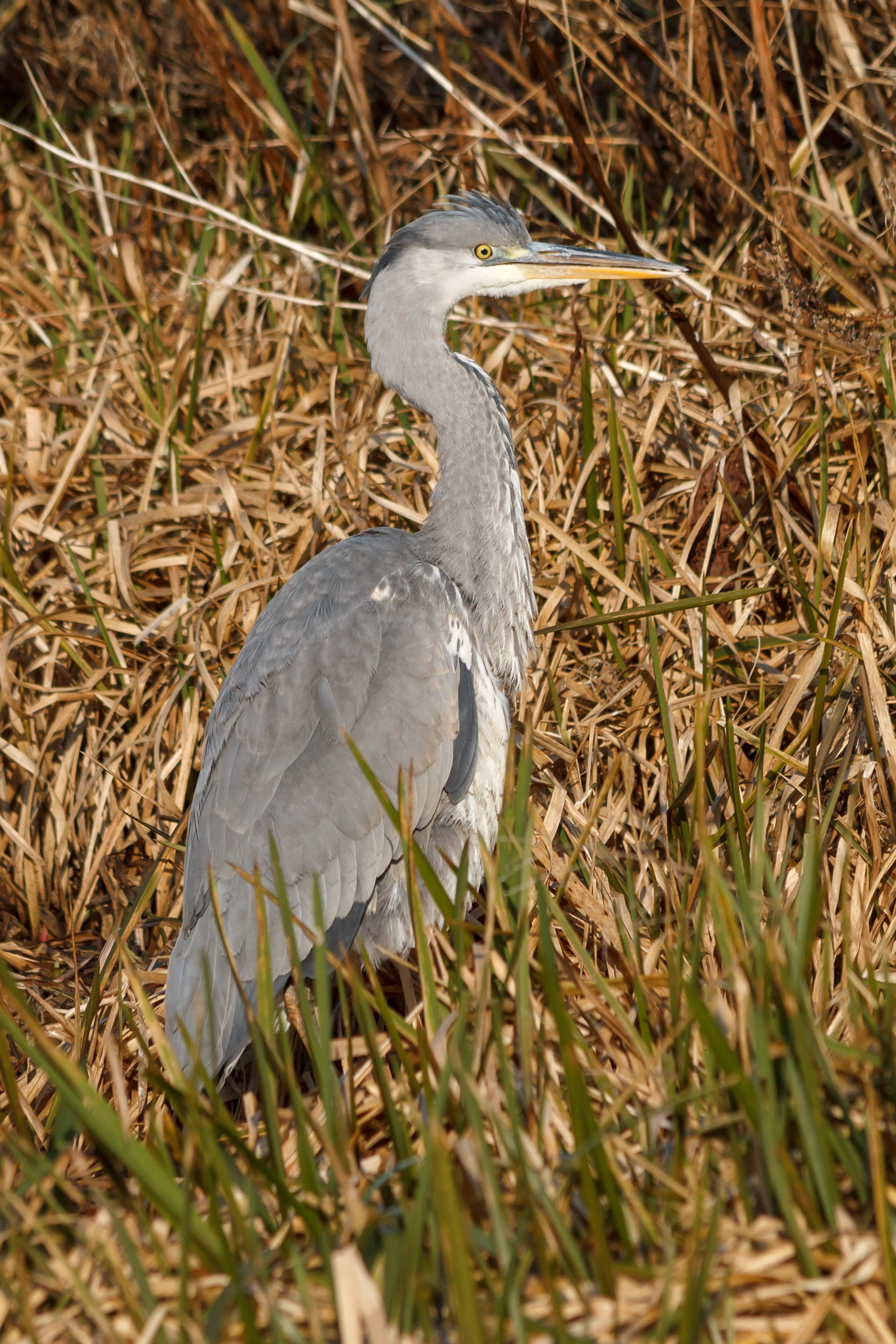Canon EF 70-300mm F4-5.6 IS USM sample photo. Grey heron photography