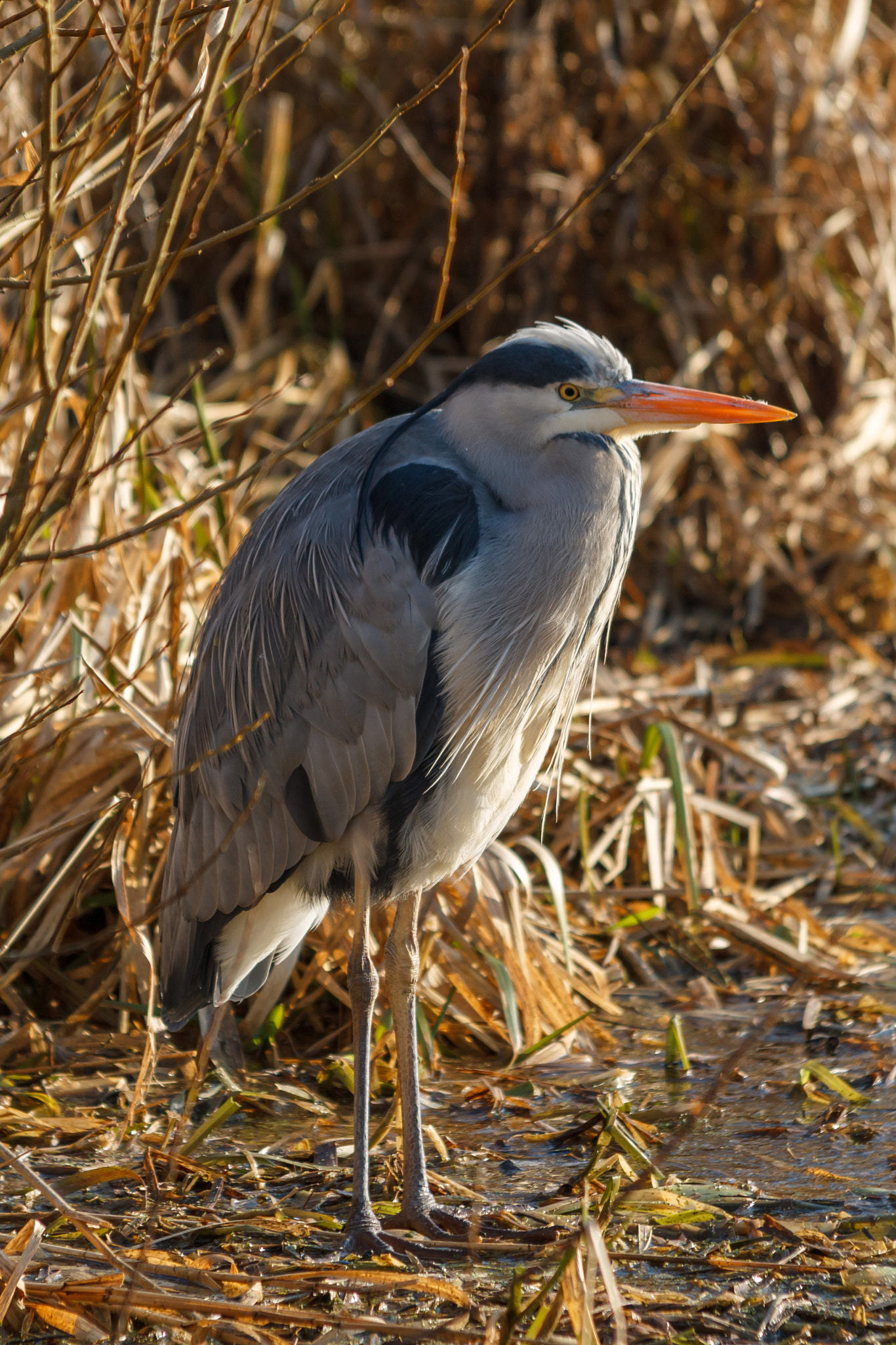 Canon EF 70-300mm F4-5.6 IS USM sample photo. Grey heron, black head marking photography