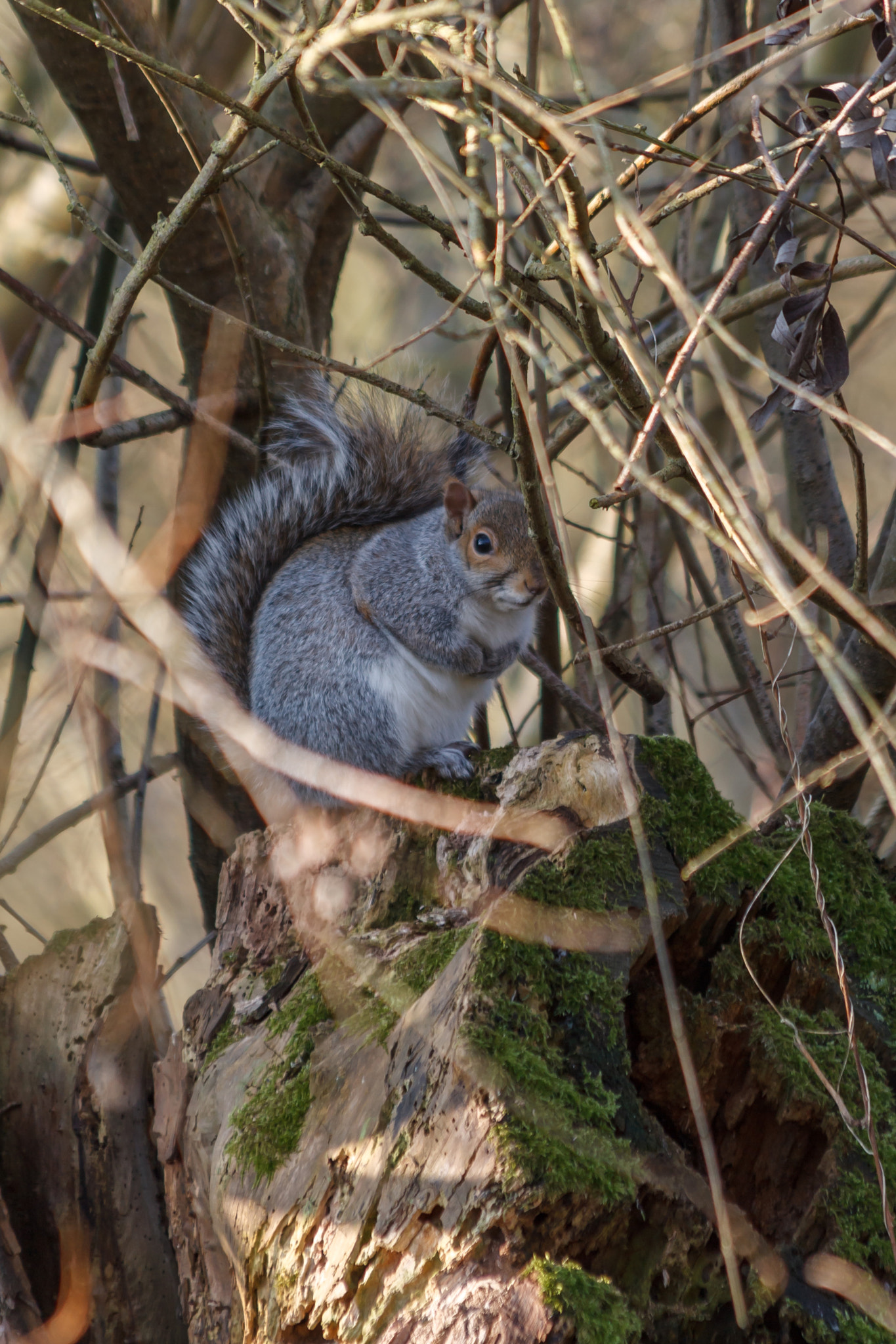 Canon EF 70-300mm F4-5.6 IS USM sample photo. Grey squirrel photography