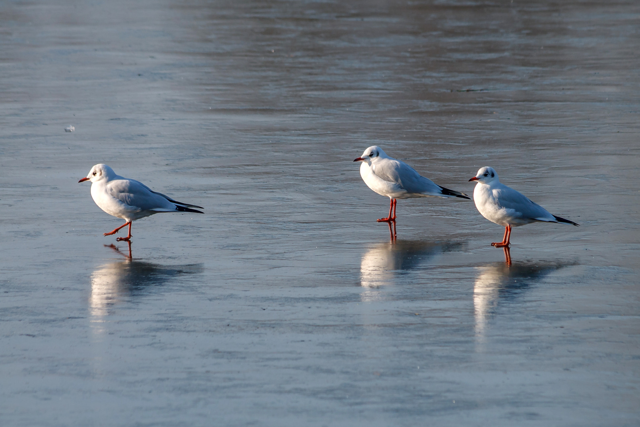 Canon EF 70-300mm F4-5.6 IS USM sample photo. Gulls on the thin ice of overton lake photography