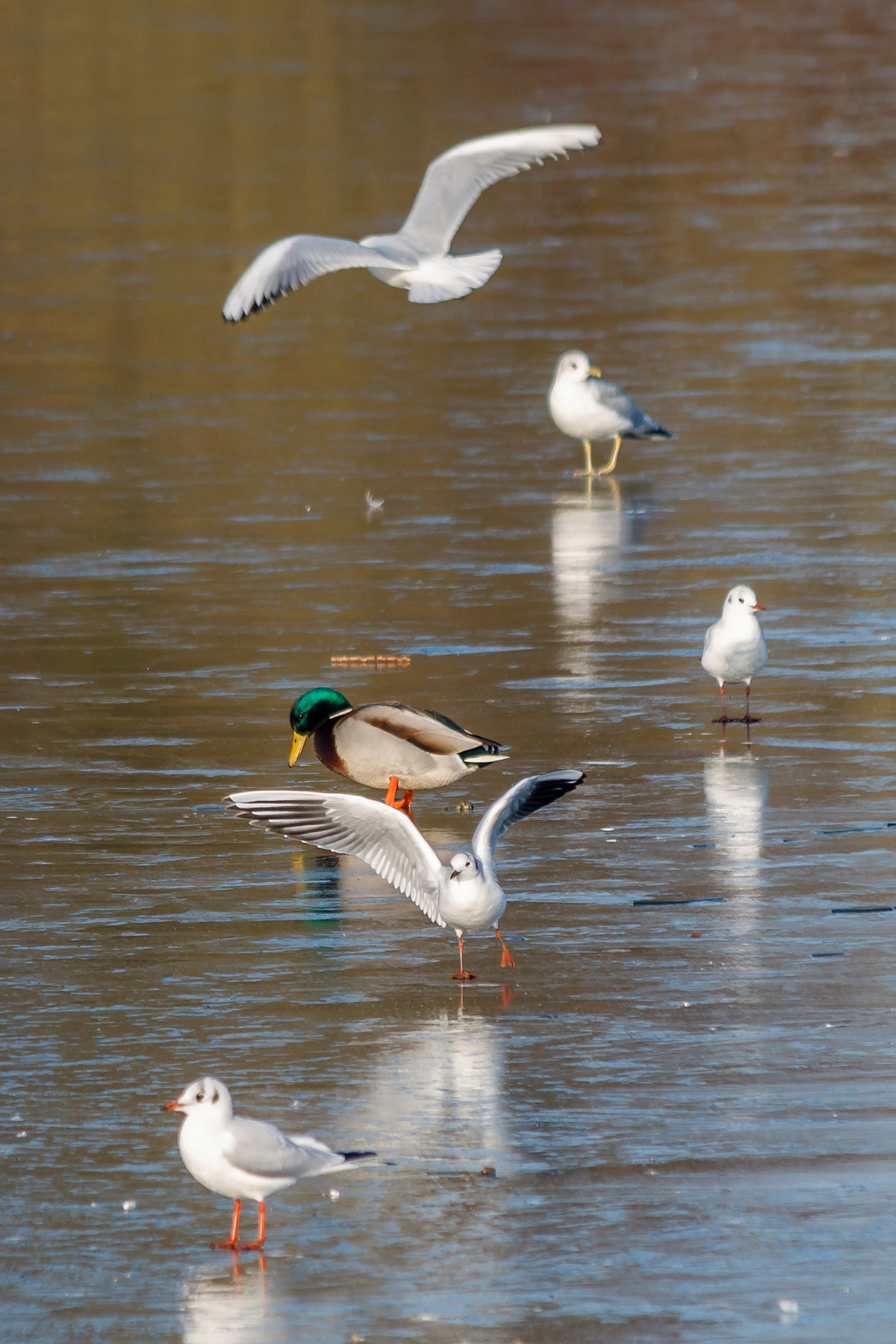 Canon EF 70-300mm F4-5.6 IS USM sample photo. Mallard and gulls on the frozen overton lake photography