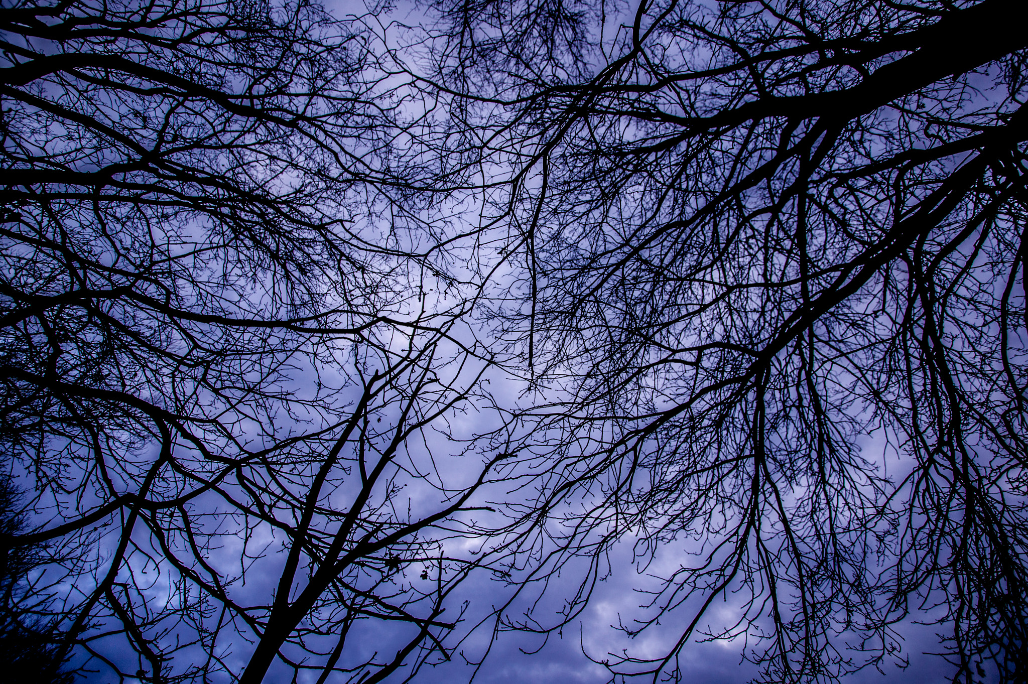 Canon EOS-1Ds + Canon EF 17-40mm F4L USM sample photo. Thru the branches photography