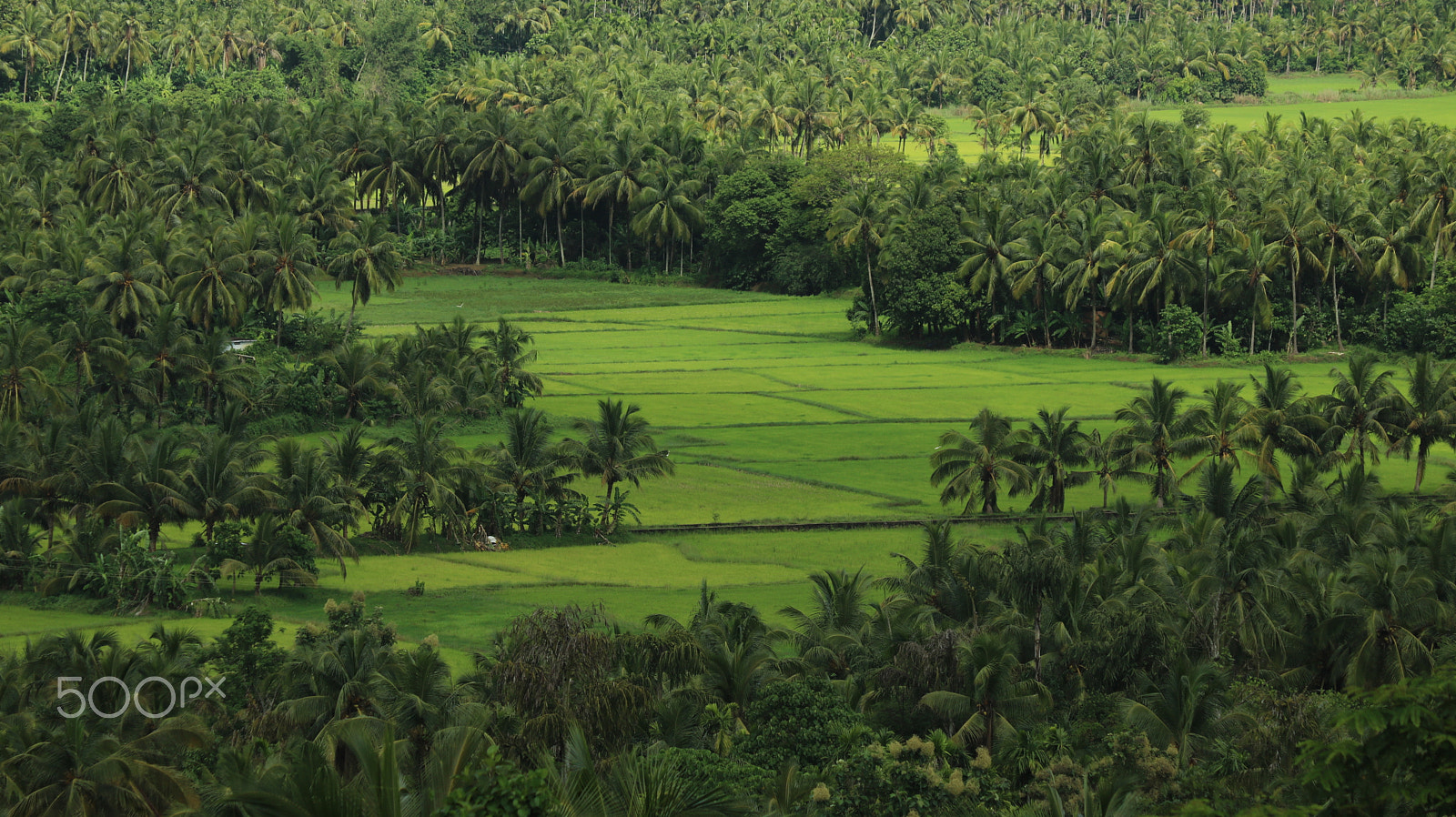 Canon EOS 750D (EOS Rebel T6i / EOS Kiss X8i) sample photo. Paddy field photography