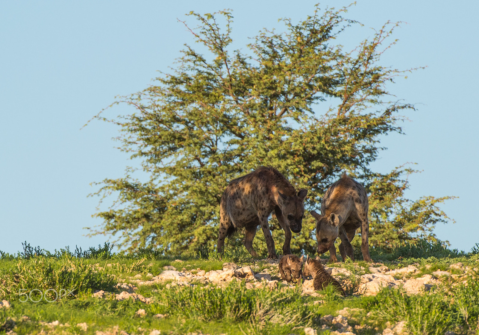 Nikon AF-S Nikkor 200-400mm F4G ED-IF VR sample photo. Hyena family portrait photography