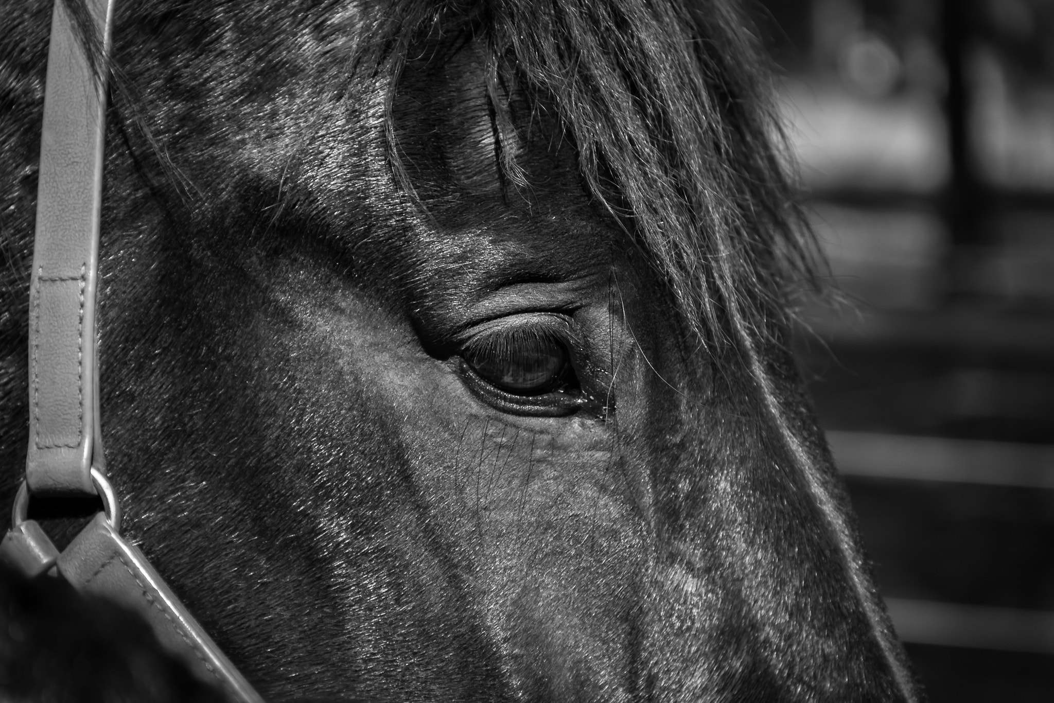 Canon EOS 550D (EOS Rebel T2i / EOS Kiss X4) sample photo. Handsome photography
