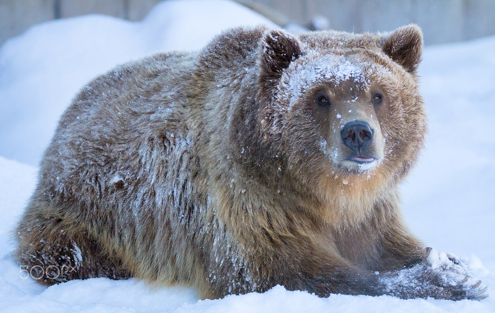 Canon EOS 60D + Canon EF 100-400mm F4.5-5.6L IS II USM sample photo. Bella - the baby grizzly photography