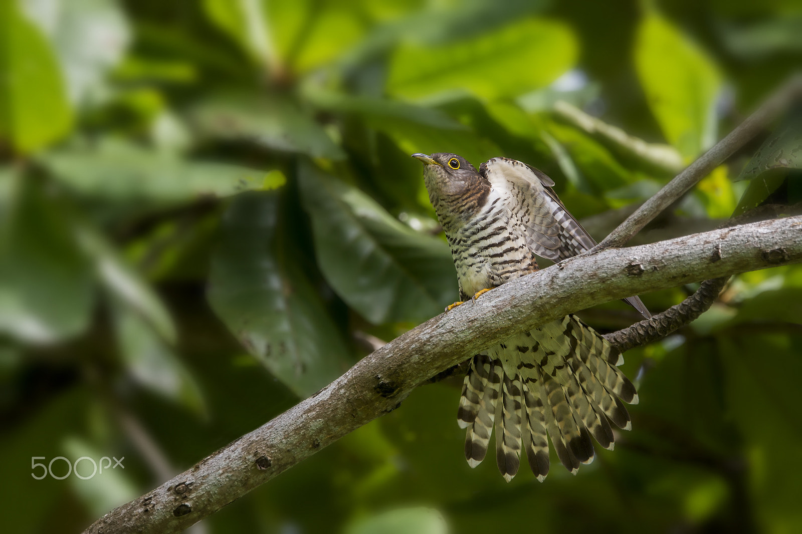 Nikon AF-S Nikkor 600mm F4E FL ED VR sample photo. Indian cuckoo photography