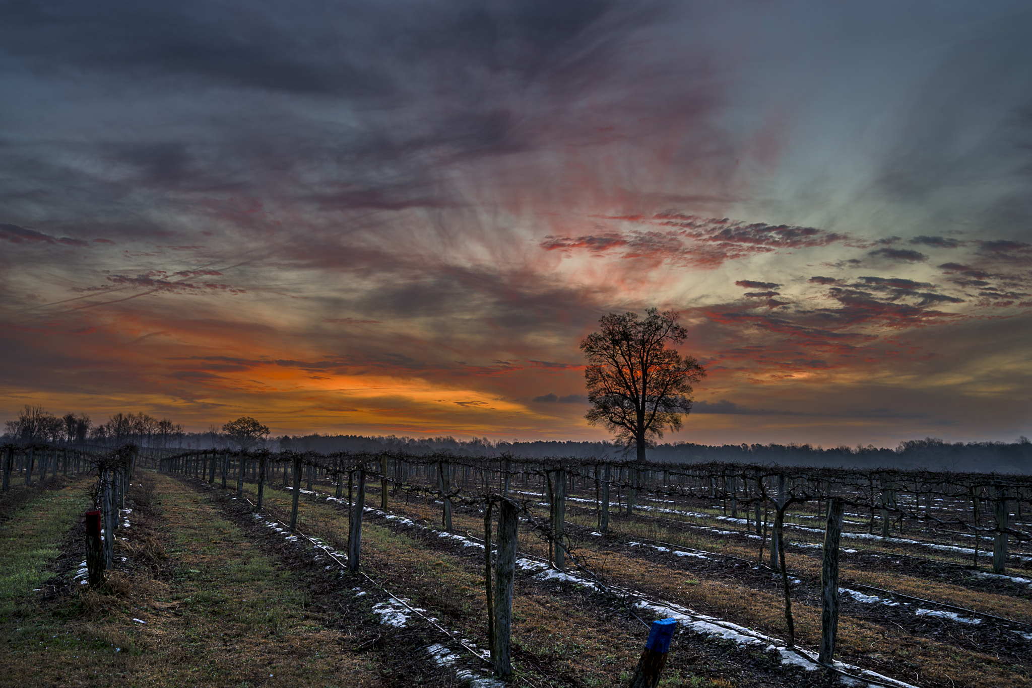 Nikon D600 sample photo. The vinyard photography
