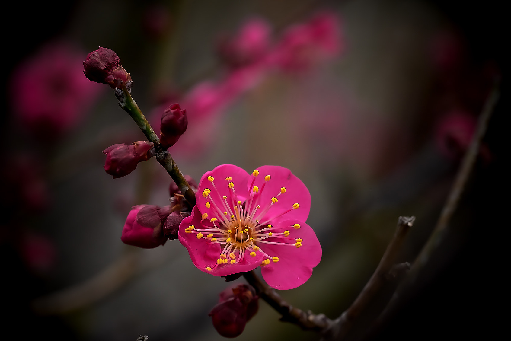 Sony a7R + Sony FE 90mm F2.8 Macro G OSS sample photo. 紅梅・・ photography