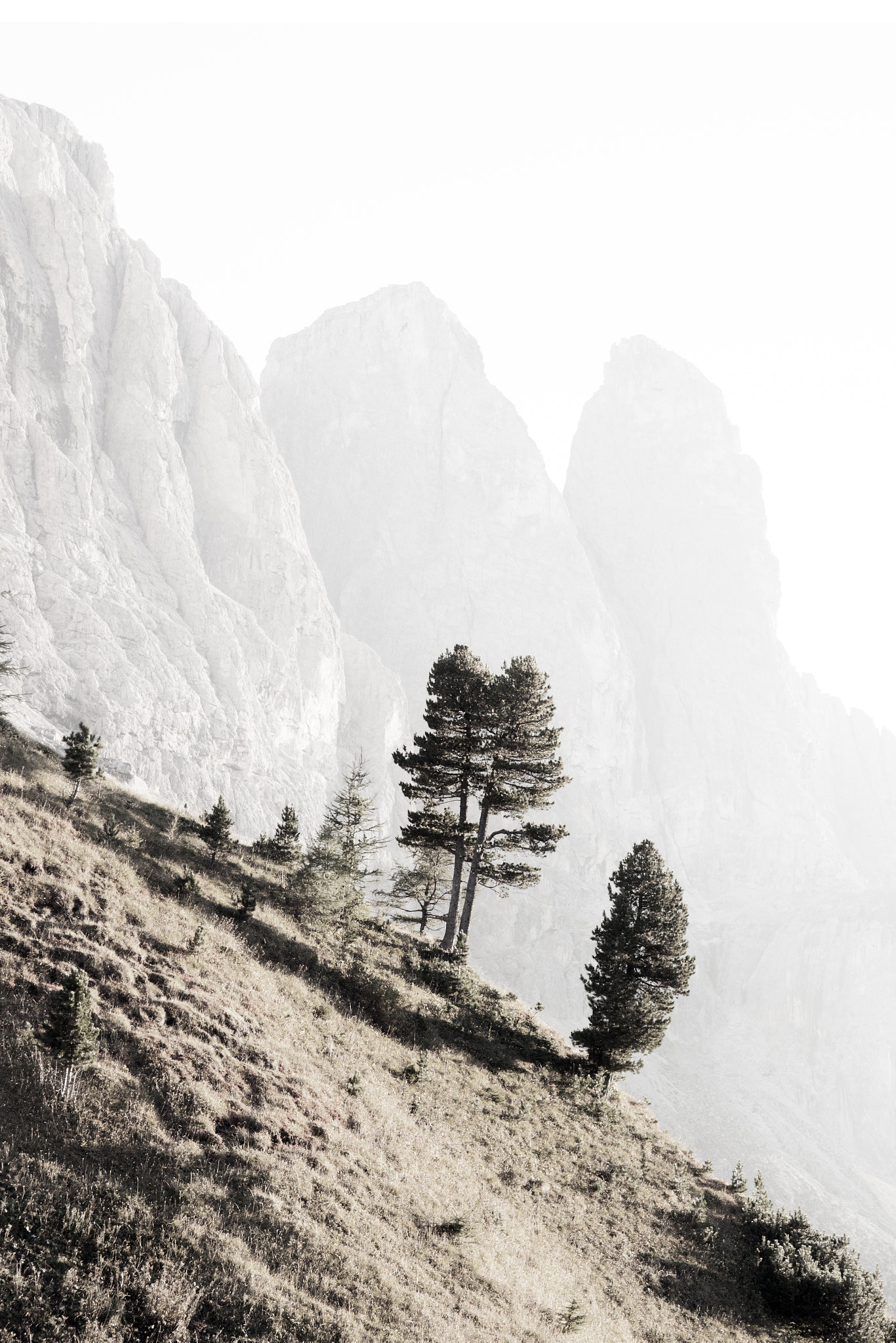 Sony Alpha DSLR-A900 sample photo. Pines and towers photography