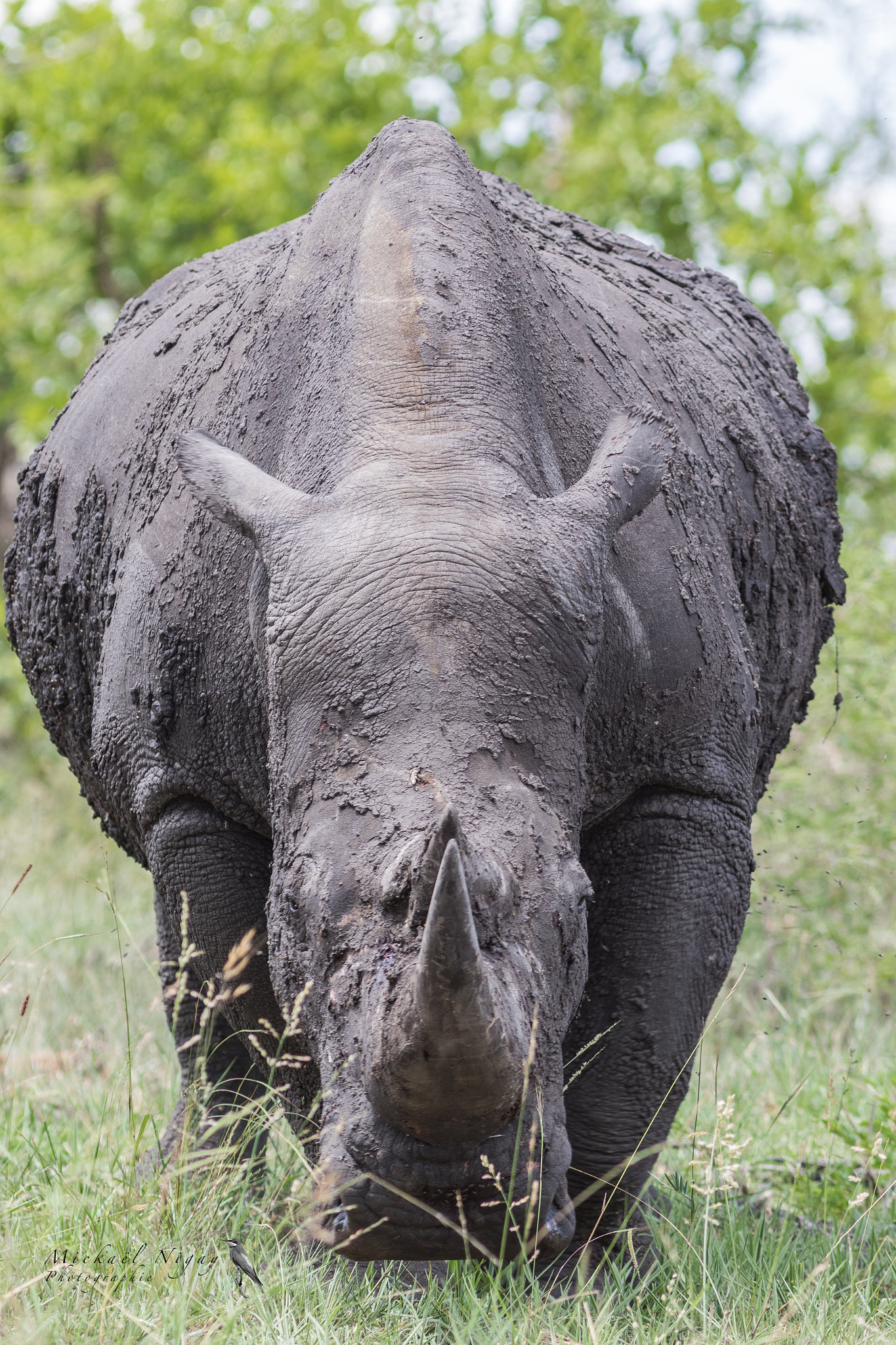 Canon EOS 7D Mark II + Canon EF 300mm F4L IS USM sample photo. White rhino photography