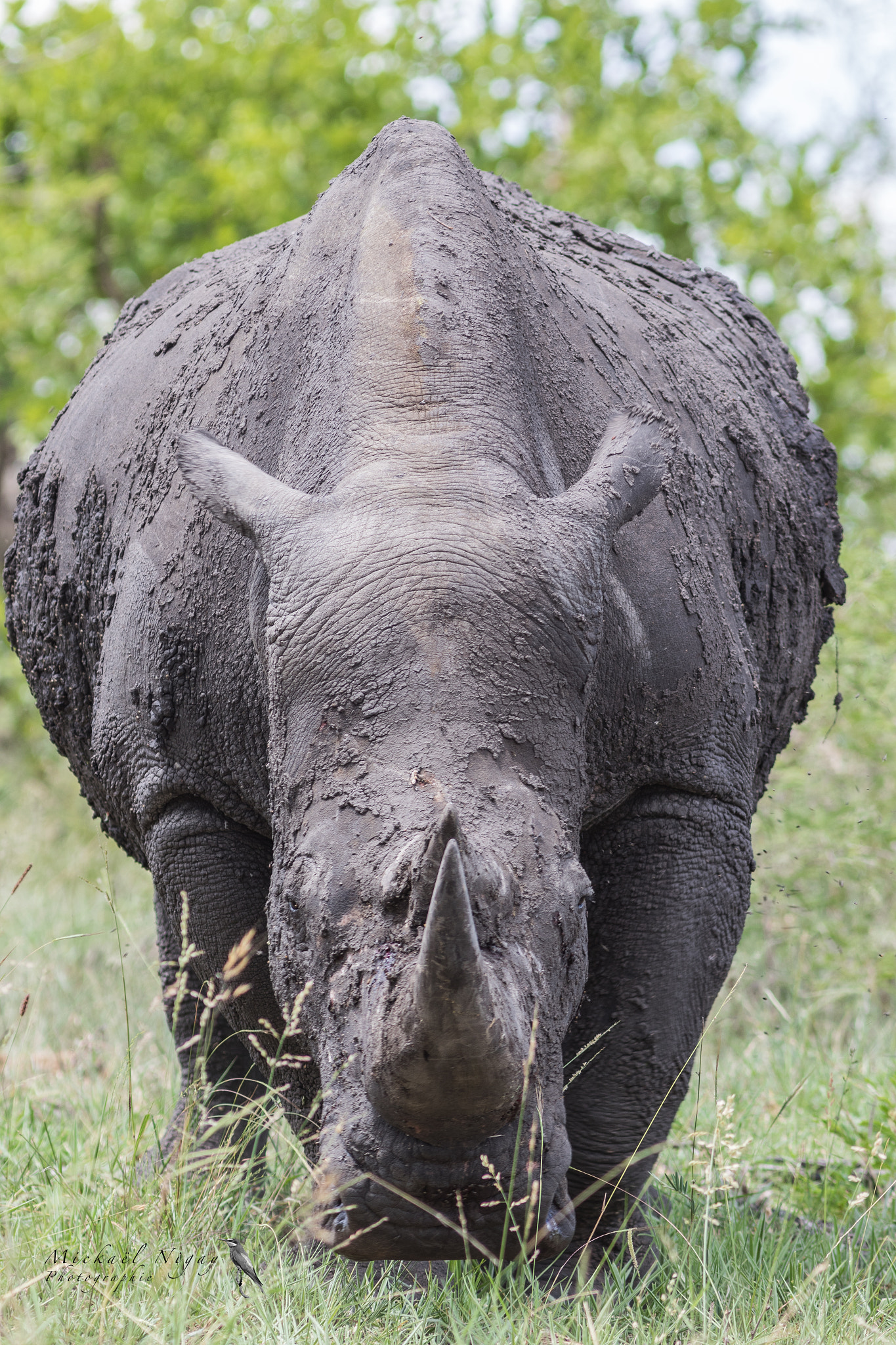 Canon EF 300mm F4L IS USM sample photo. White rhino photography