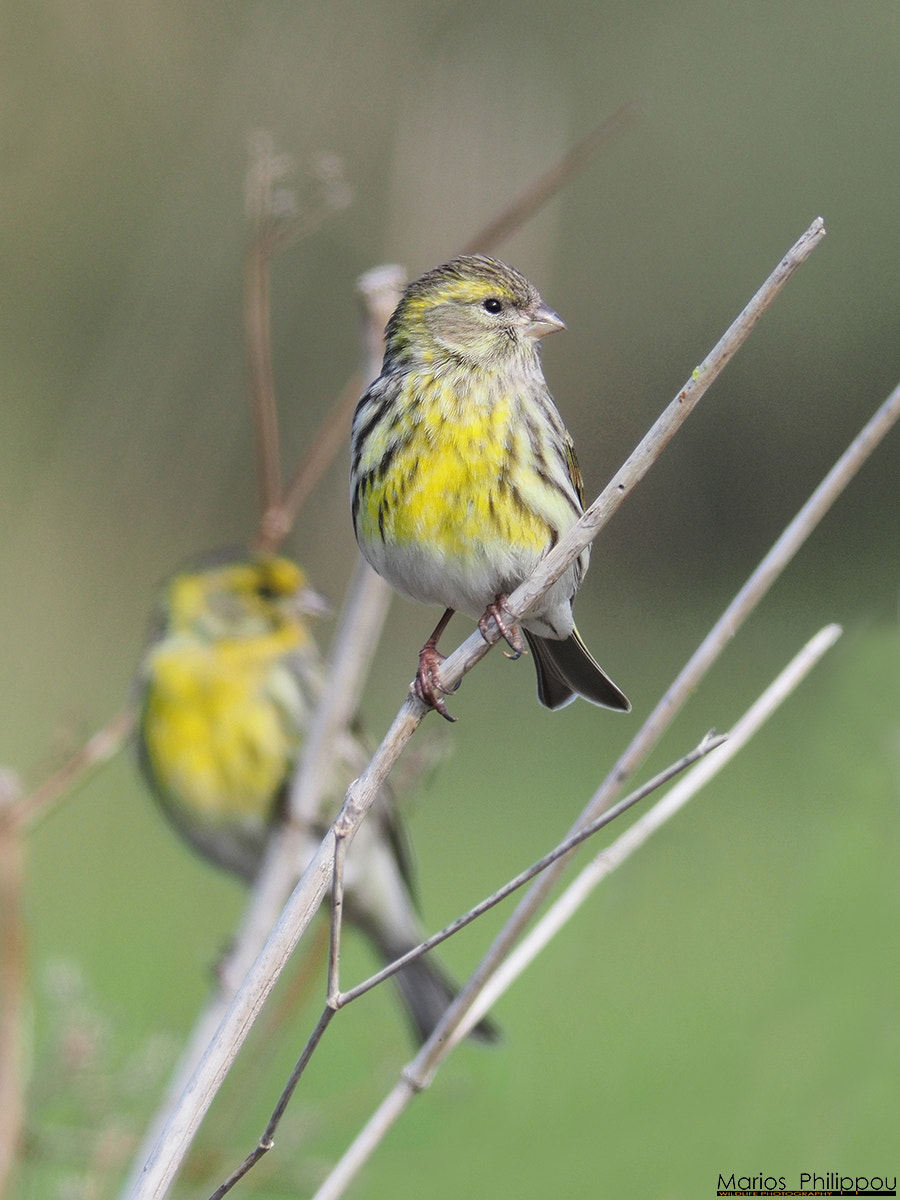 OLYMPUS 300mm Lens sample photo. European serin photography