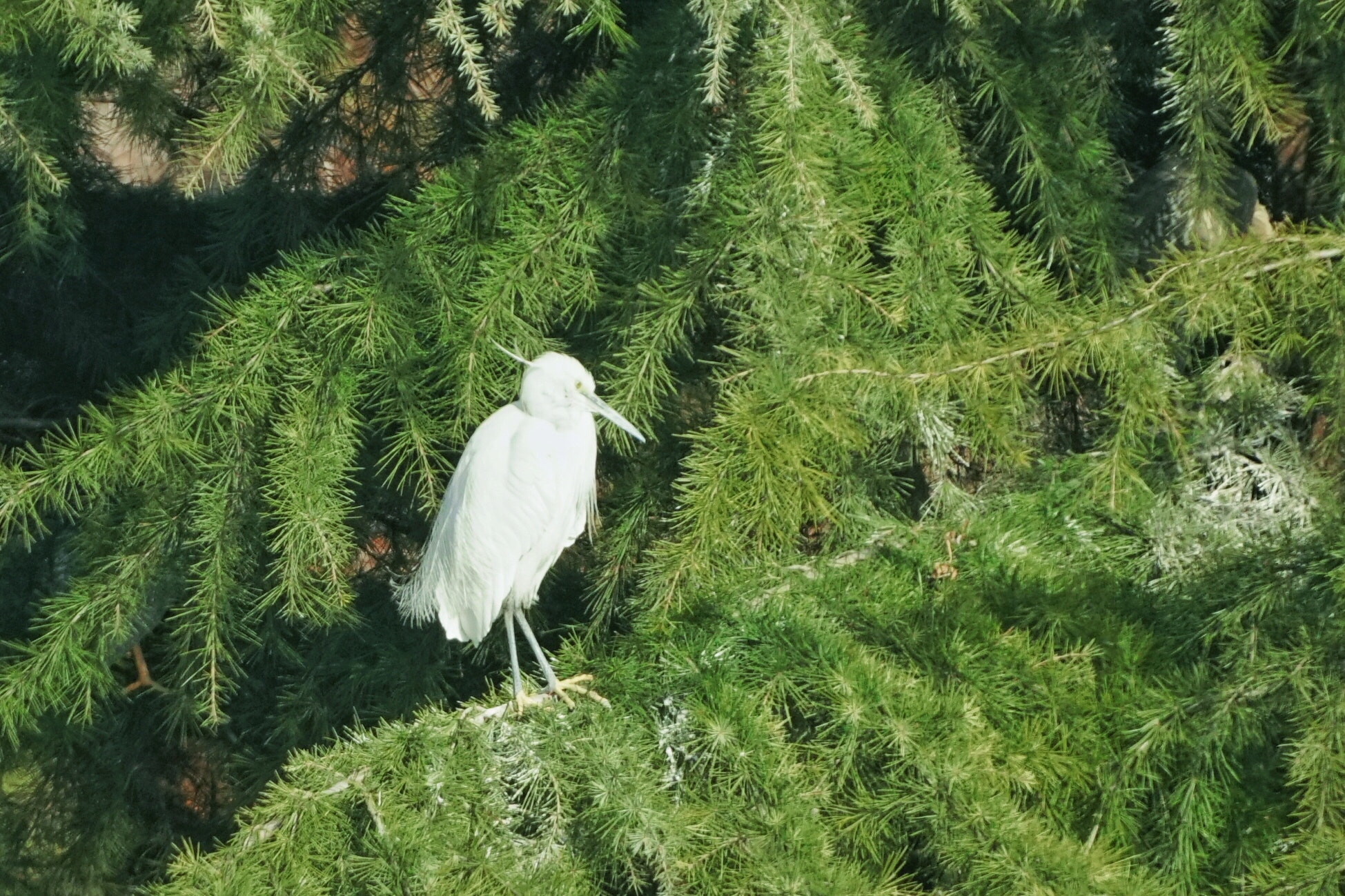 Sony 500mm F8 Reflex sample photo