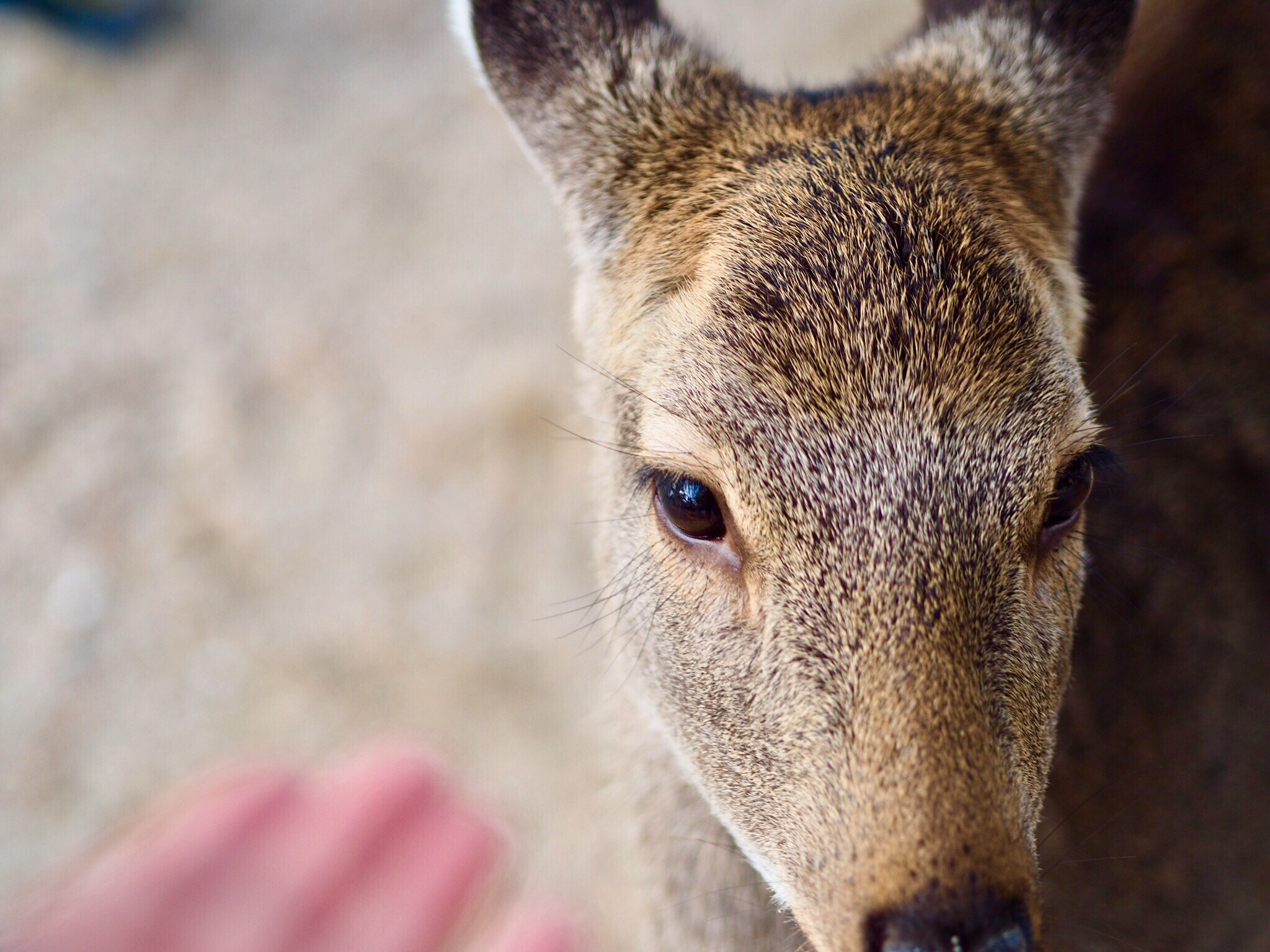 Olympus OM-D E-M10 II + Olympus M.Zuiko Digital 45mm F1.8 sample photo. A free deer in miyajima island photography