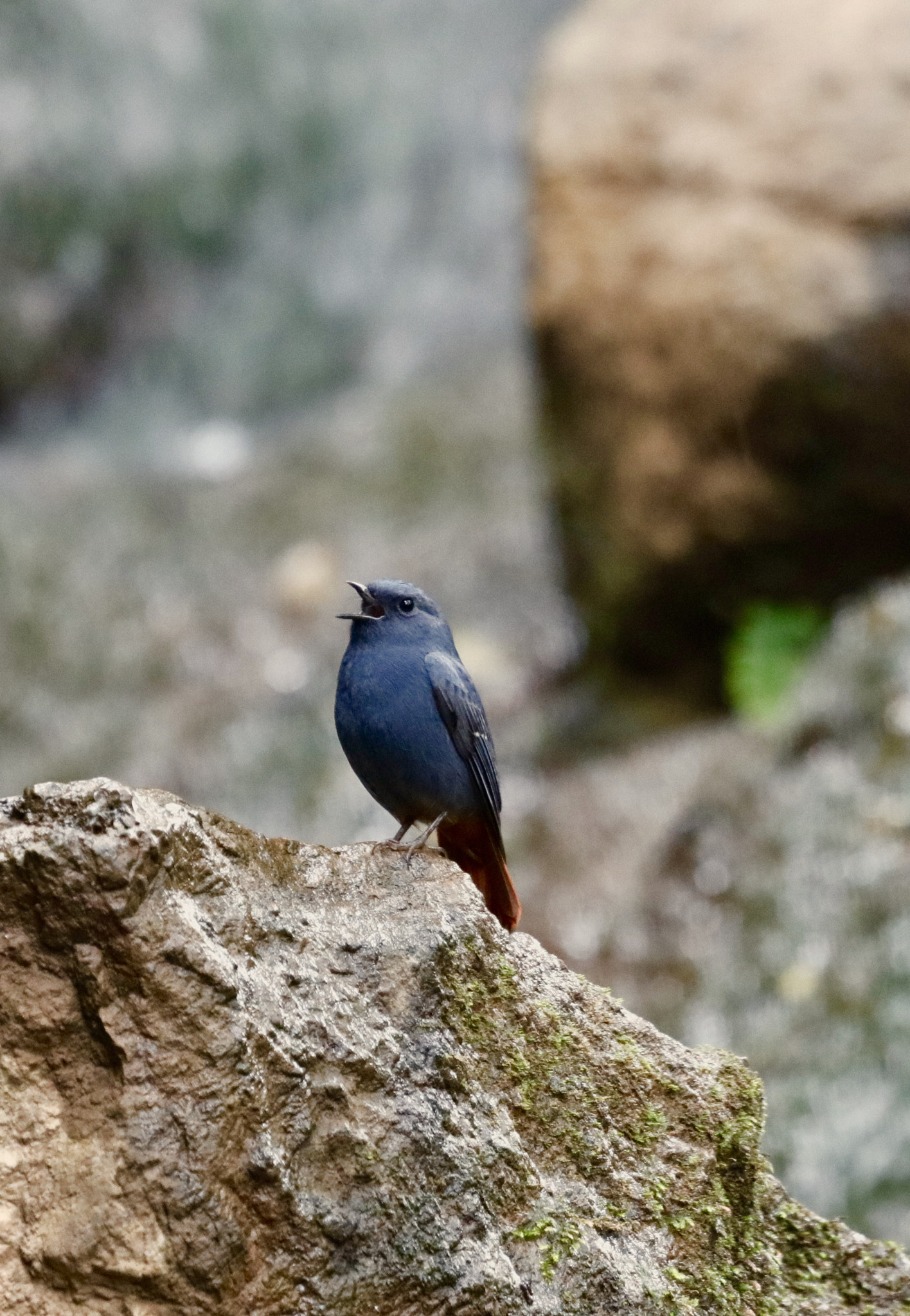 Canon EF 100-400mm F4.5-5.6L IS USM sample photo