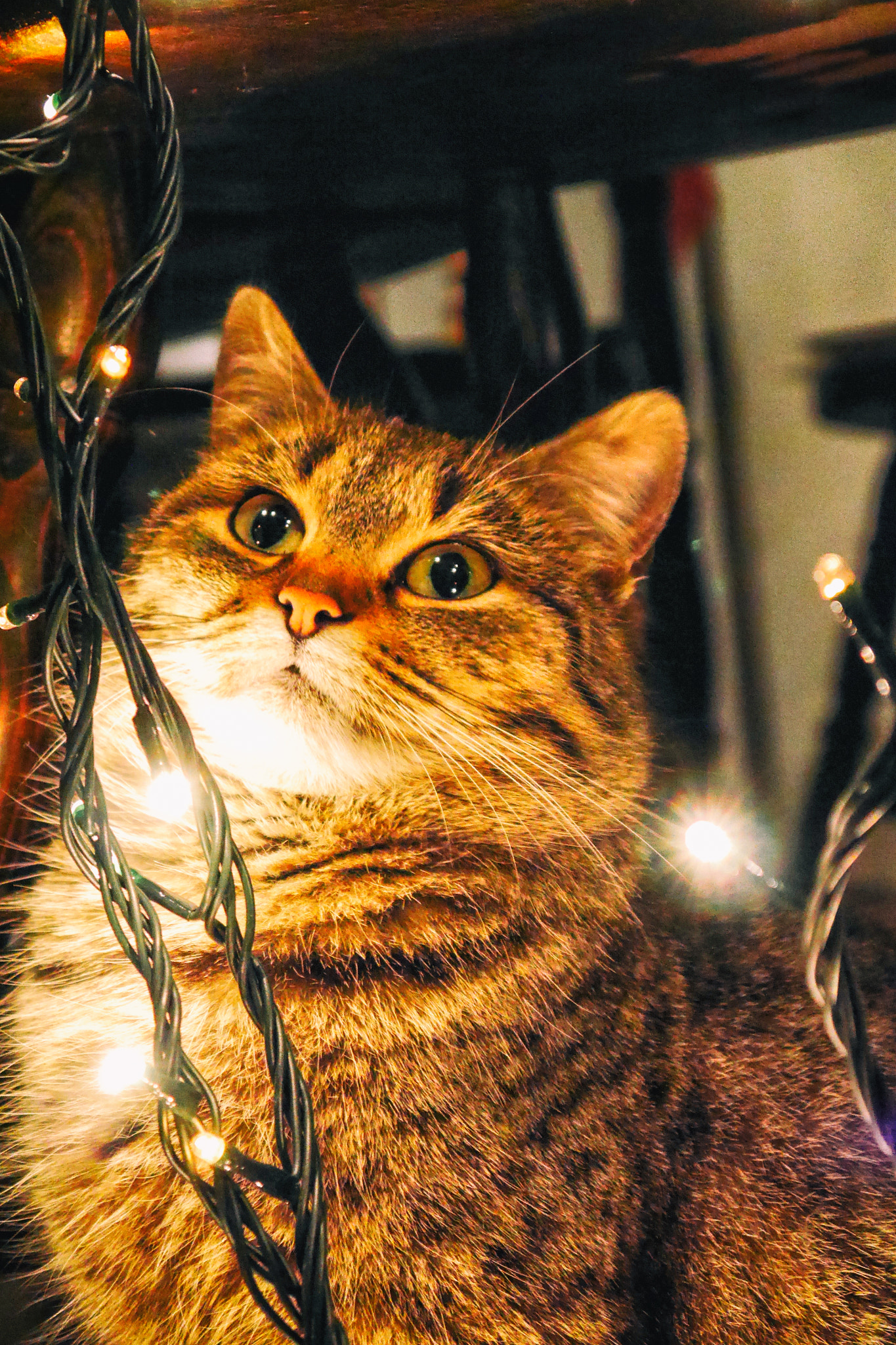 Panasonic Lumix DMC-G6 sample photo. Last christmas photography