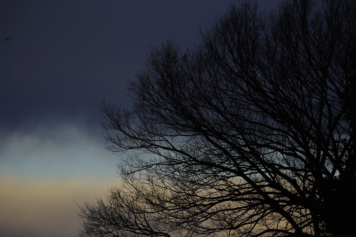 Canon EOS-1D X sample photo. Sky's blood vessel.jpg photography