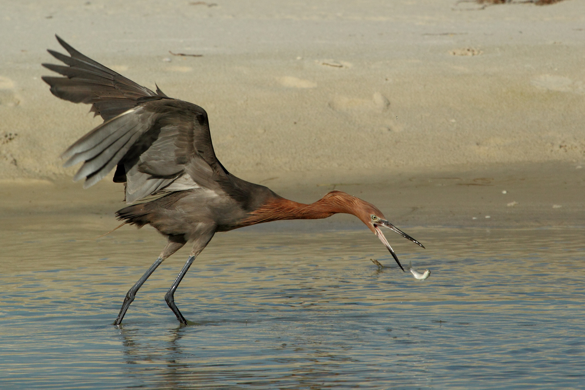Canon EF 100-400mm F4.5-5.6L IS USM sample photo. Catch me if you can... photography
