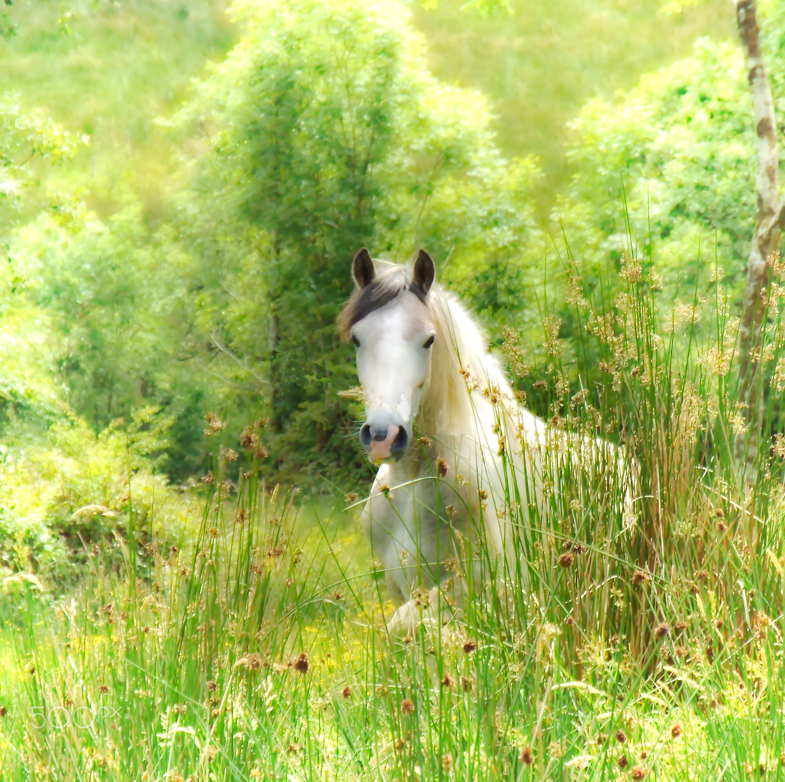 Fujifilm FinePix S9200 S9250 S9150 sample photo. Horse photography