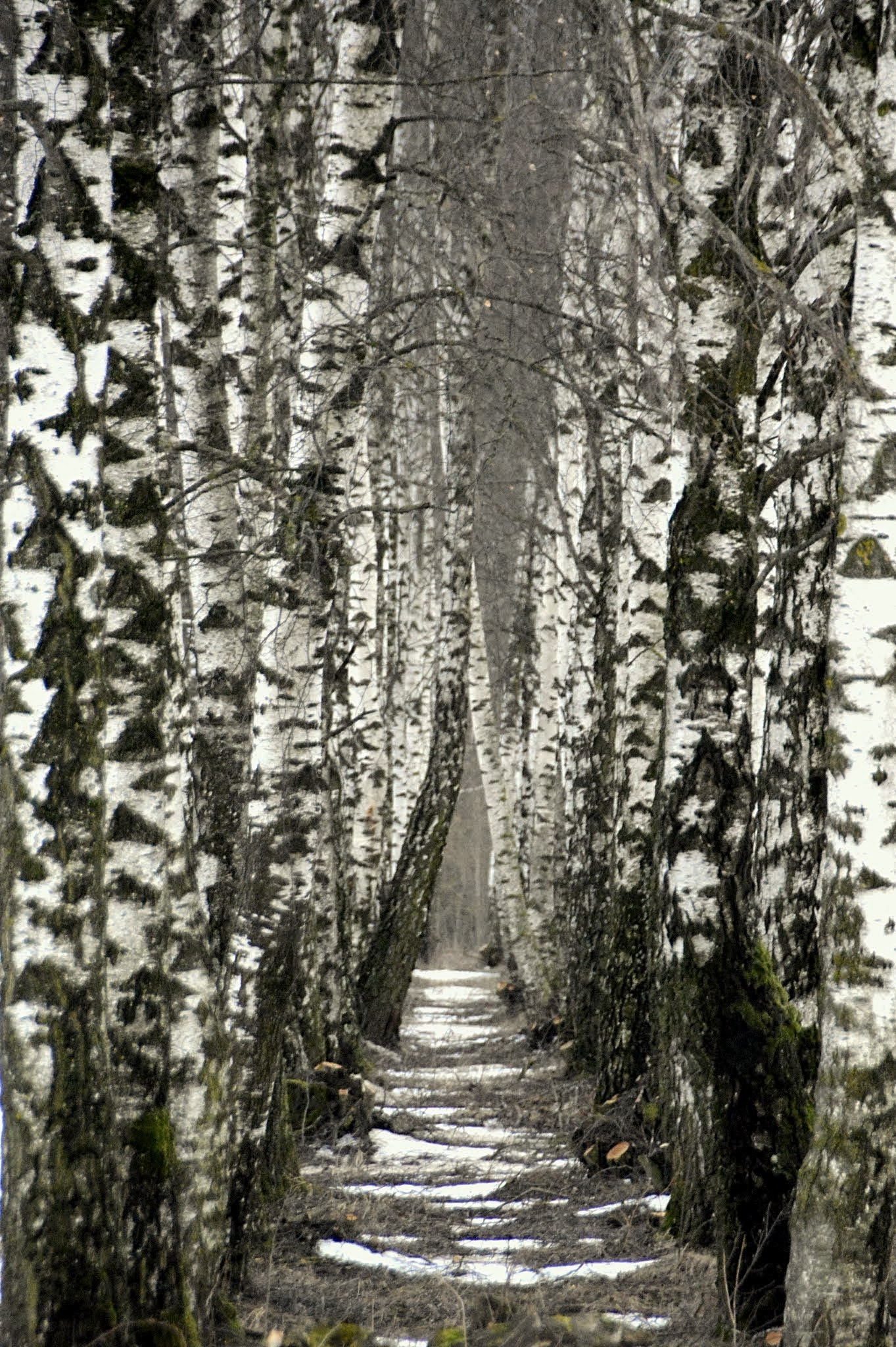 Nikon D5200 sample photo. Dsc  birches alley ... photography