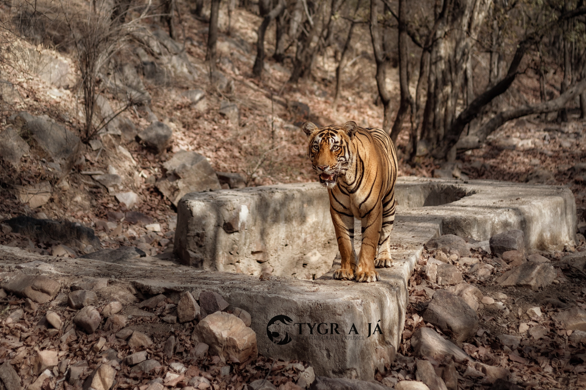 Canon EOS 5DS R sample photo. As a statue - powerful statue! photography