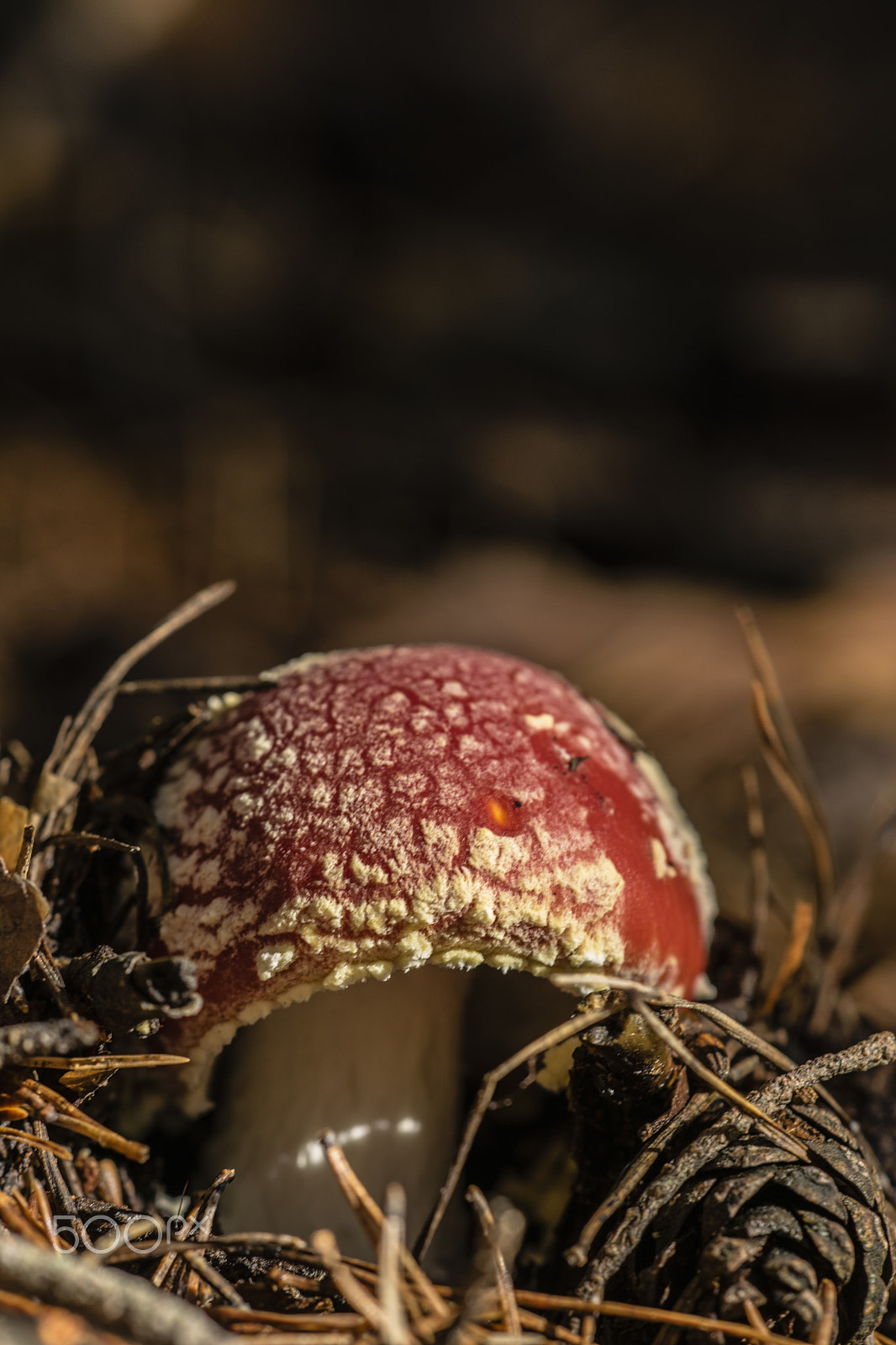 Sigma 150mm F2.8 EX DG Macro HSM sample photo. Amanita muscaria #1 photography