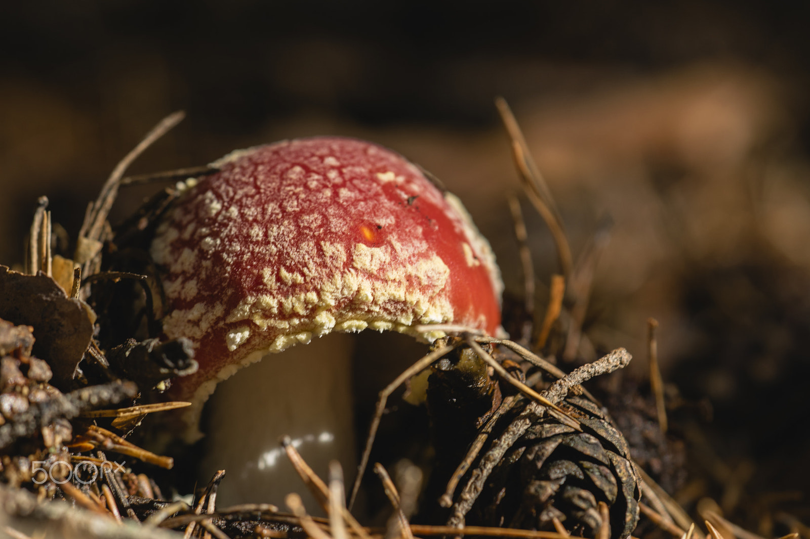 Sigma 150mm F2.8 EX DG Macro HSM sample photo. Amanita muscaria #2 photography