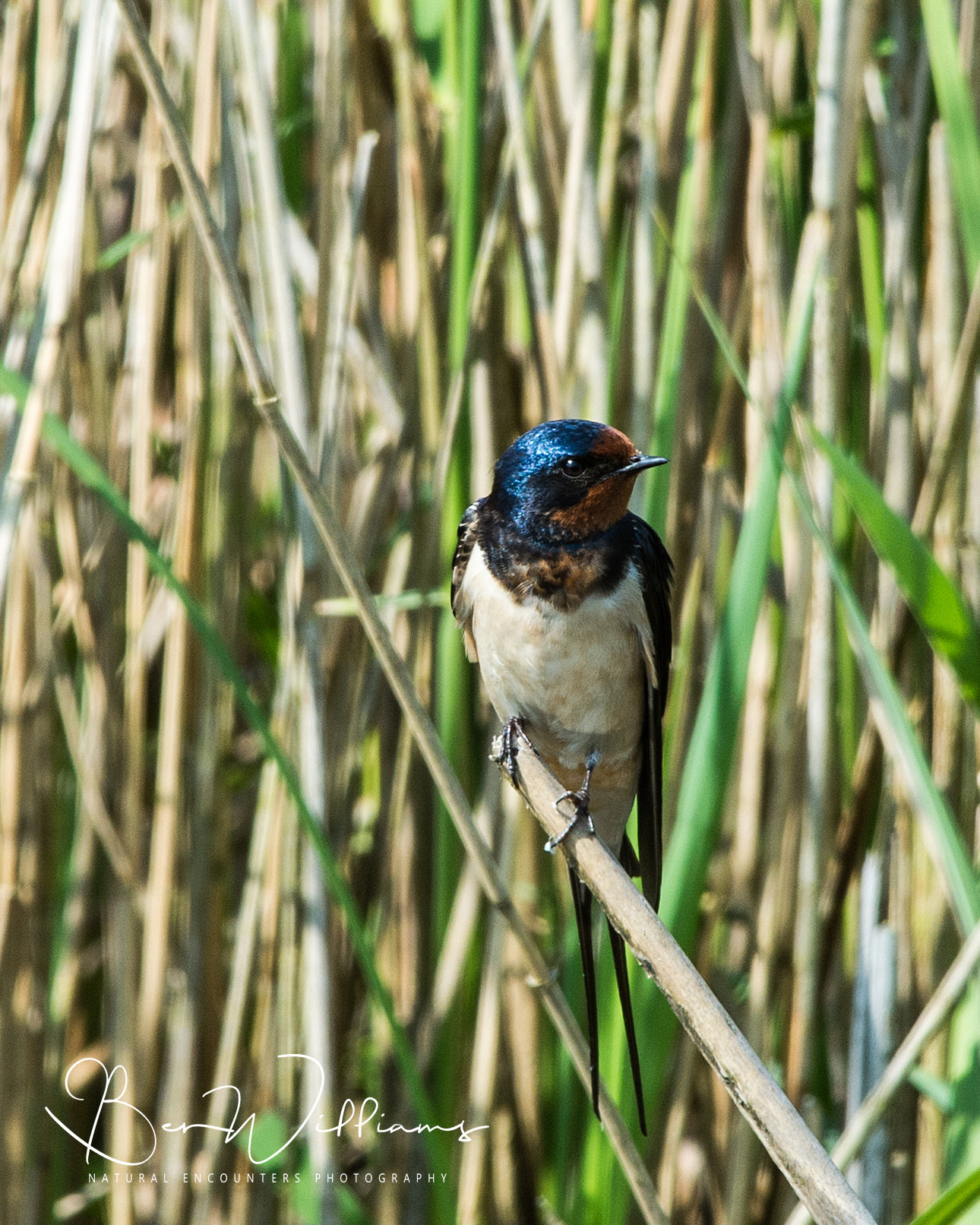 Nikon AF-S Nikkor 300mm F2.8G ED VR II sample photo. Barn swallow on reed photography