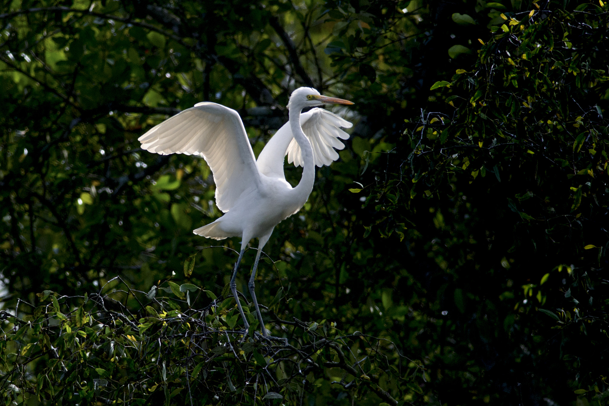 Nikon D7200 + Nikon AF-S Nikkor 300mm F4D ED-IF sample photo. Egret landing photography