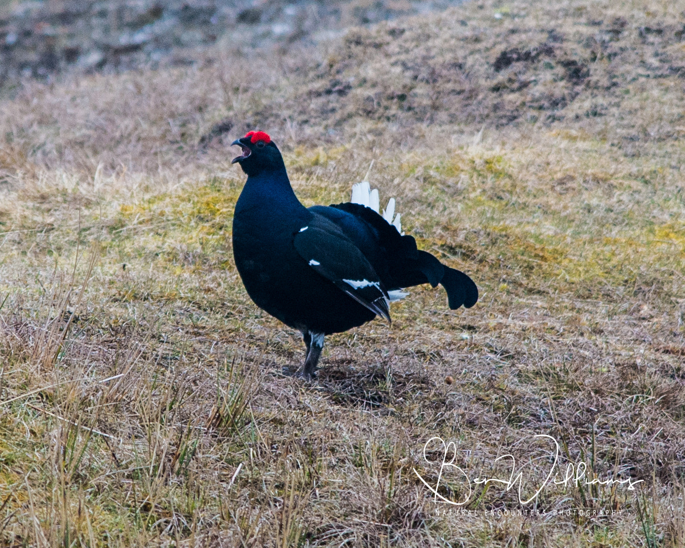 Nikon AF-S Nikkor 300mm F2.8G ED VR II sample photo. Male black grouse photography