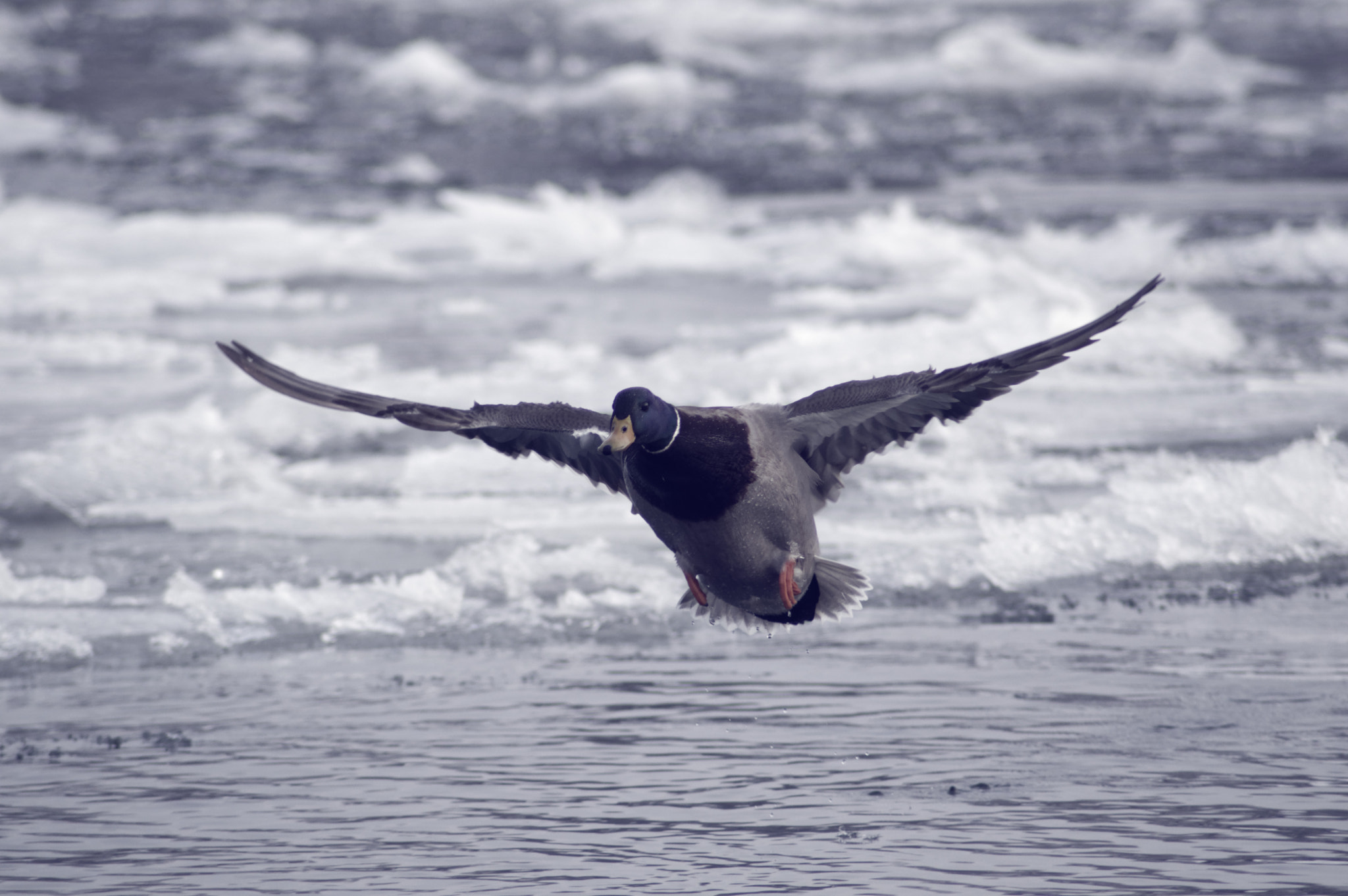 Nikon D3200 sample photo. Wild duck photography