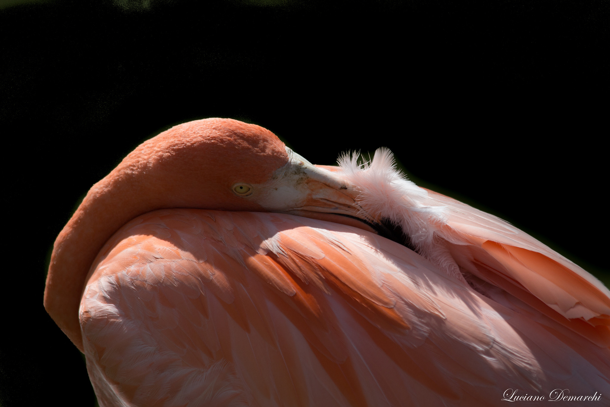 Canon EOS 100D (EOS Rebel SL1 / EOS Kiss X7) sample photo. Flamingo repdom2 photography