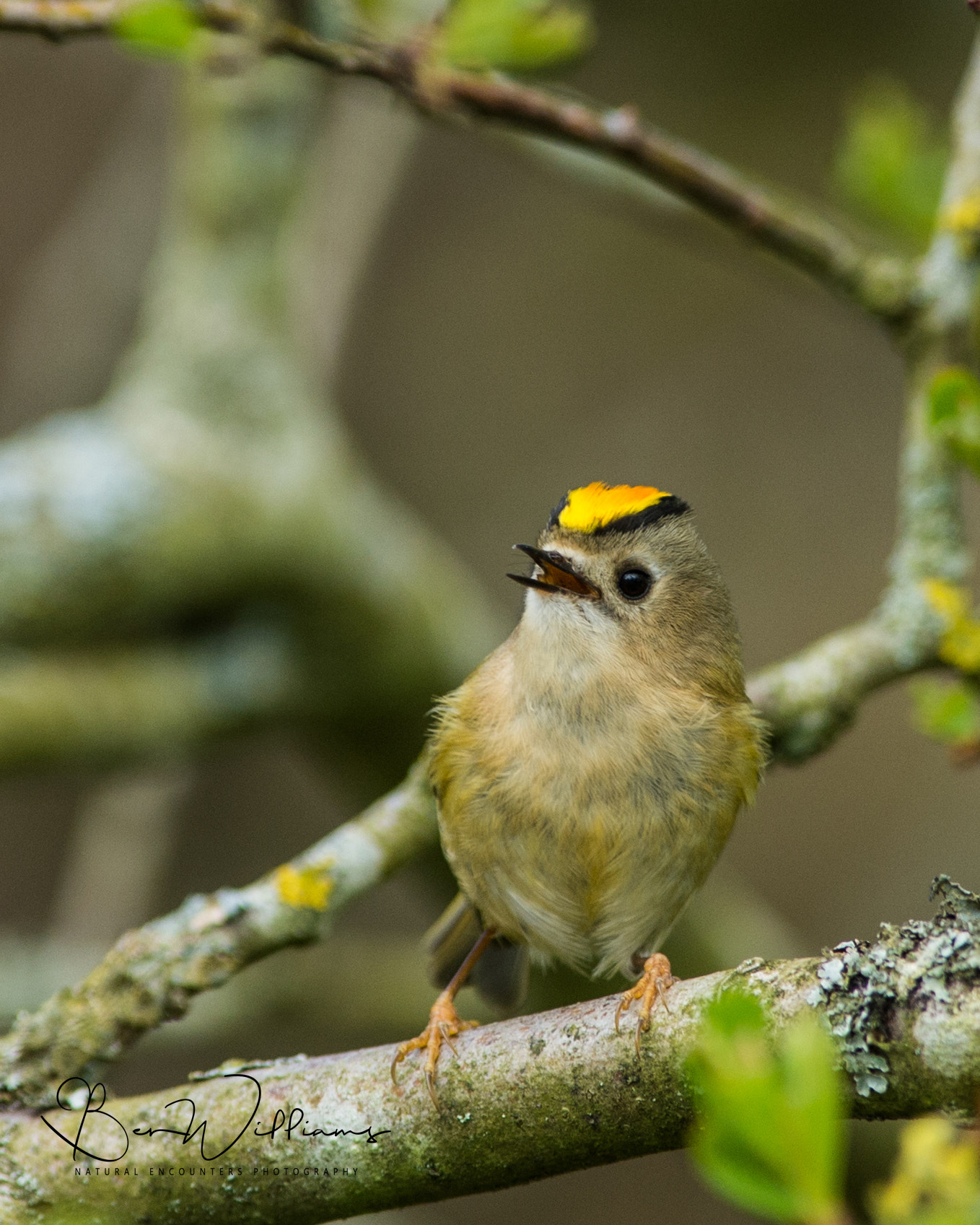 Nikon AF-S Nikkor 300mm F2.8G ED VR II sample photo. Goldcrest (male) photography
